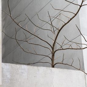 Photography, Arbre #3, Pierre Faure