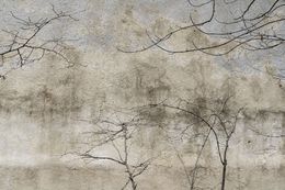 Photography, Arbre #5, Pierre Faure