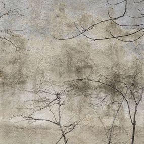 Photography, Arbre #5, Pierre Faure