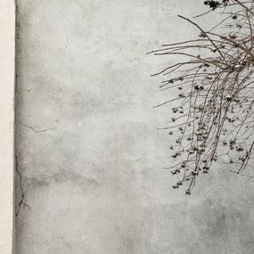 Photography, Arbre #6, Pierre Faure