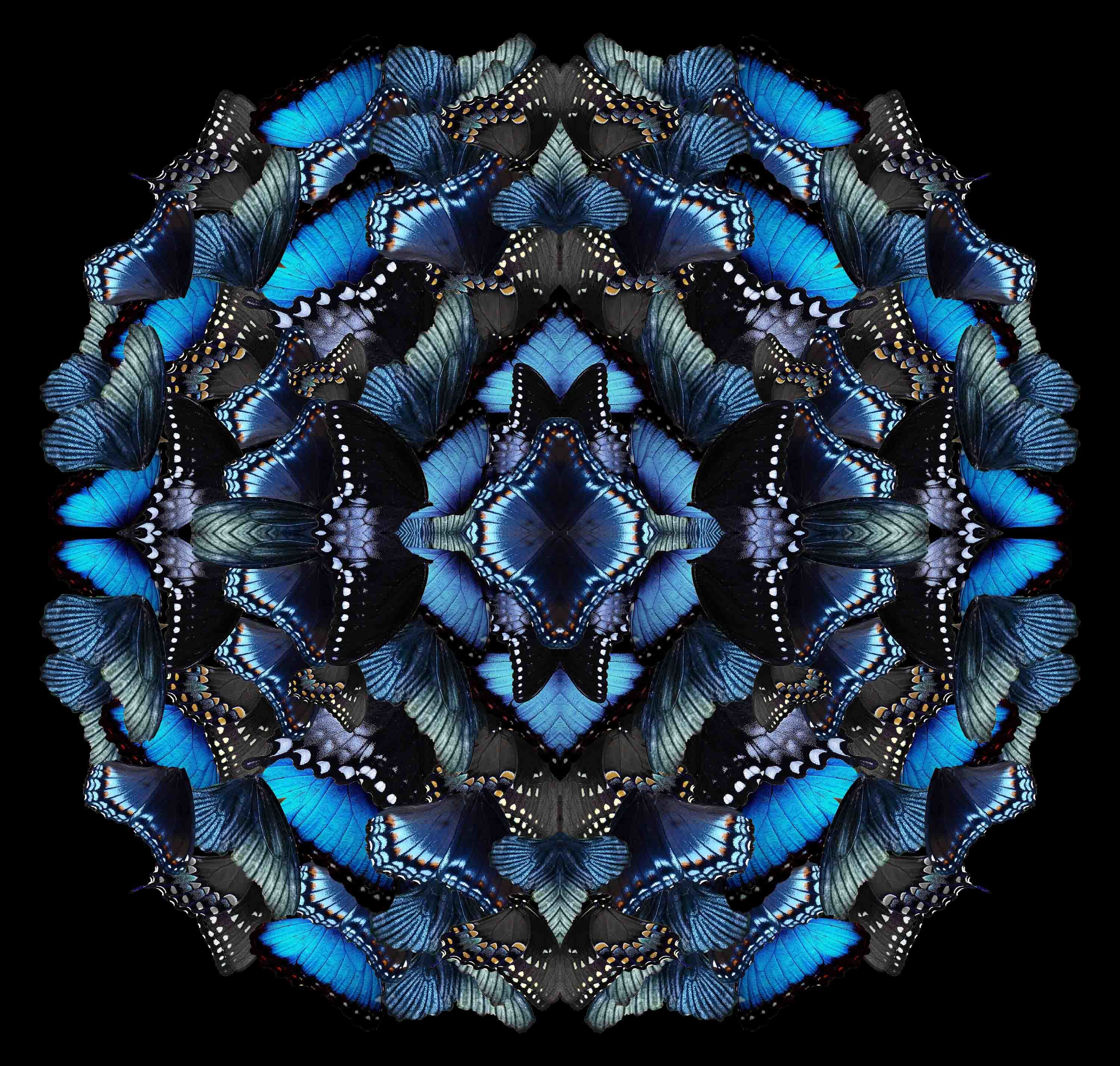 Sumit Mehndiratta, Midnight Morphosis Sumit Mehndiratta, Midnight Morphosis