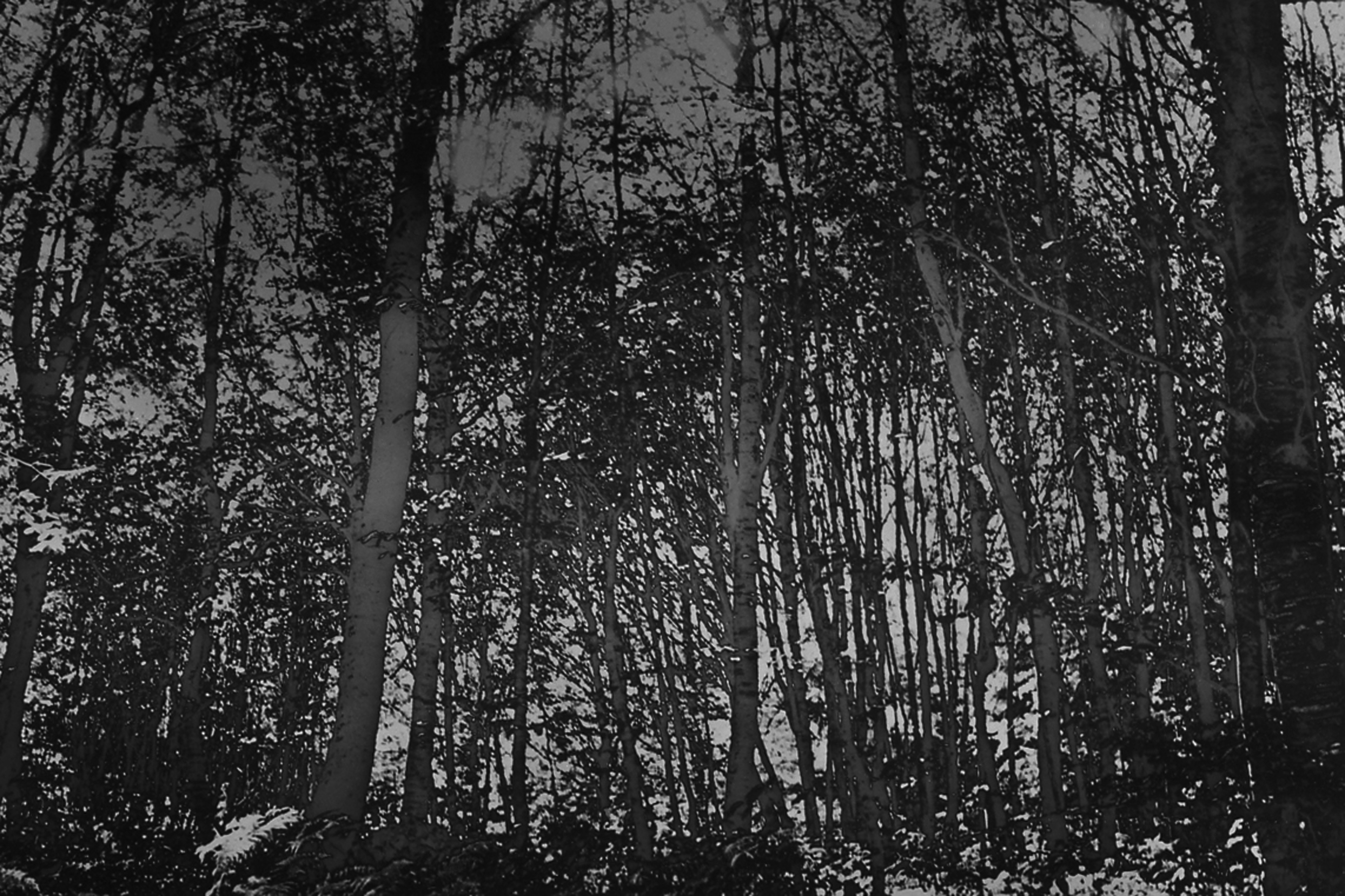 Bruno Fournier, Paysages forêt II Bruno Fournier, Paysages forêt II