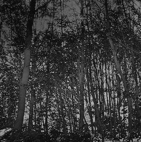 Photography, Paysages forêt II, Bruno Fournier