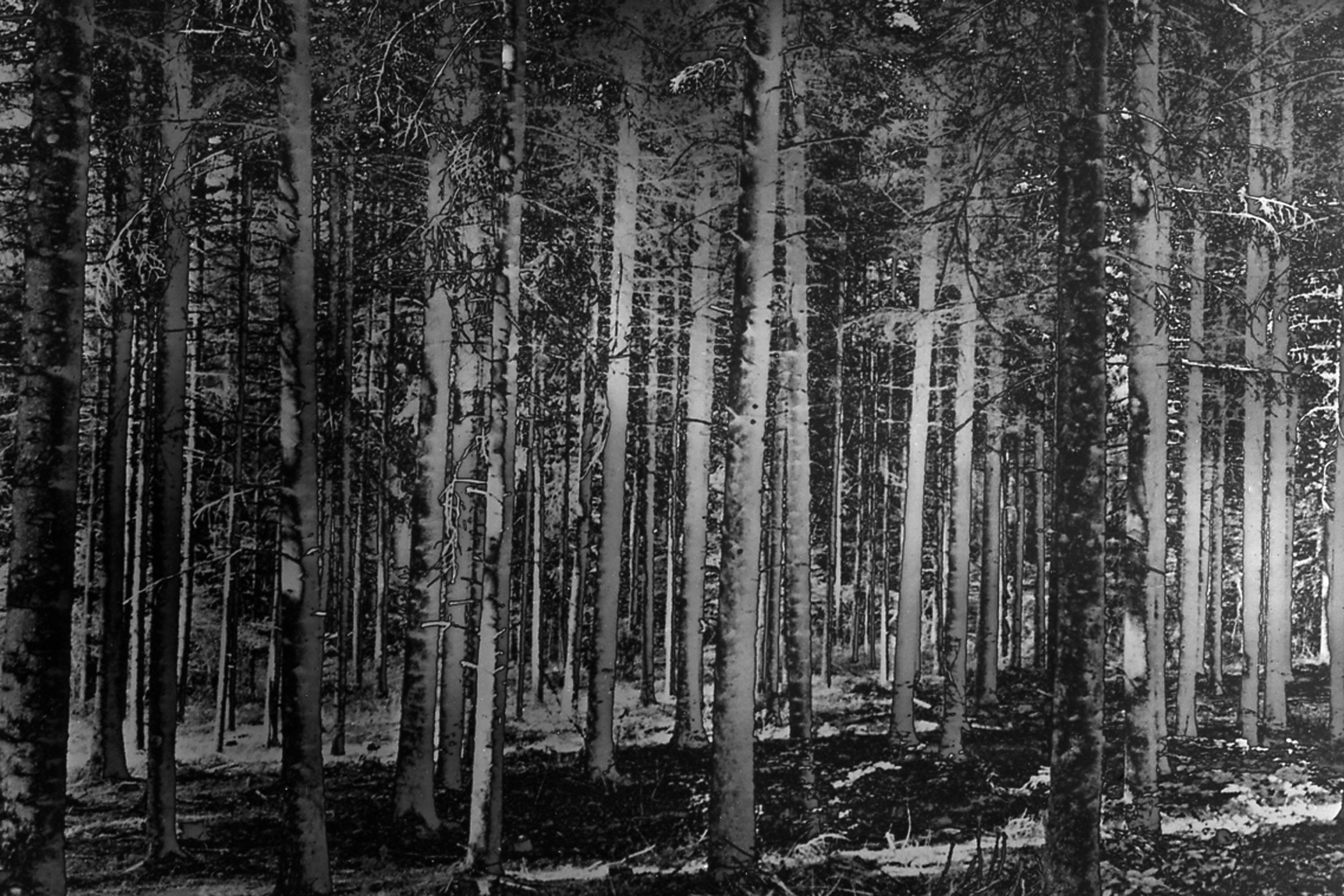 Bruno Fournier, Forêt III Bruno Fournier, Forêt III