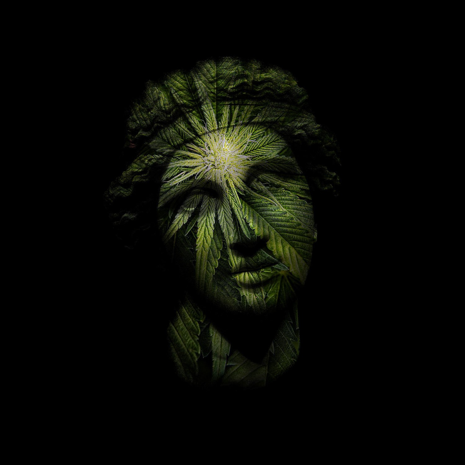 Antonio Briceño, Series: Omnipresence - Dyonisus III Cannabis 26,6% Antonio Briceño, Series: Omnipresence - Dyonisus III Cannabis 26,6%