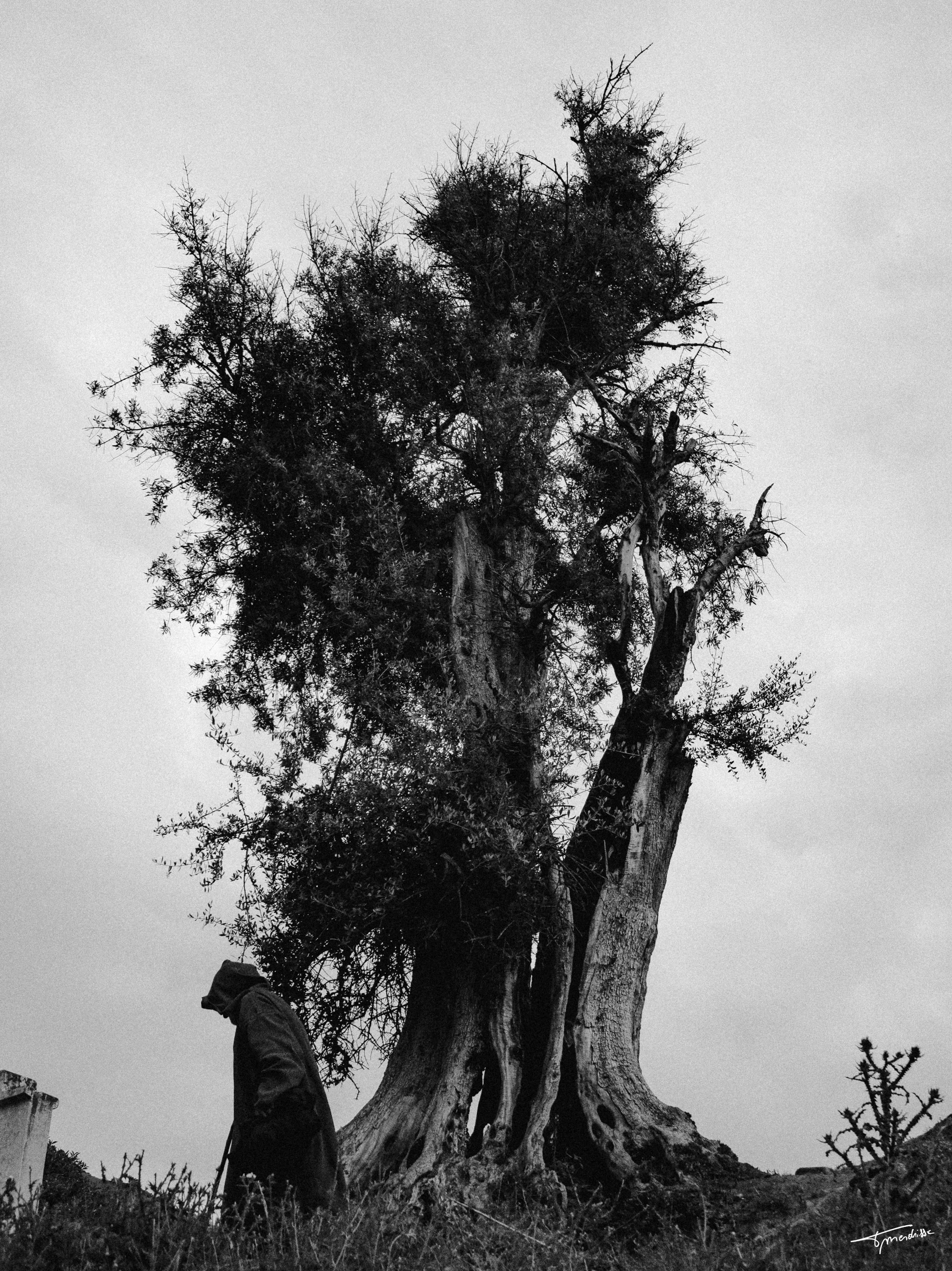 Tanguy Mendrisse, L'Arbre des Sages Tanguy Mendrisse, L'Arbre des Sages