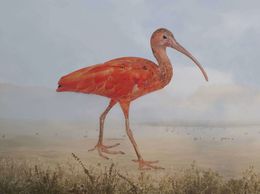 Scarlet, Ibis, Rory Carnegie