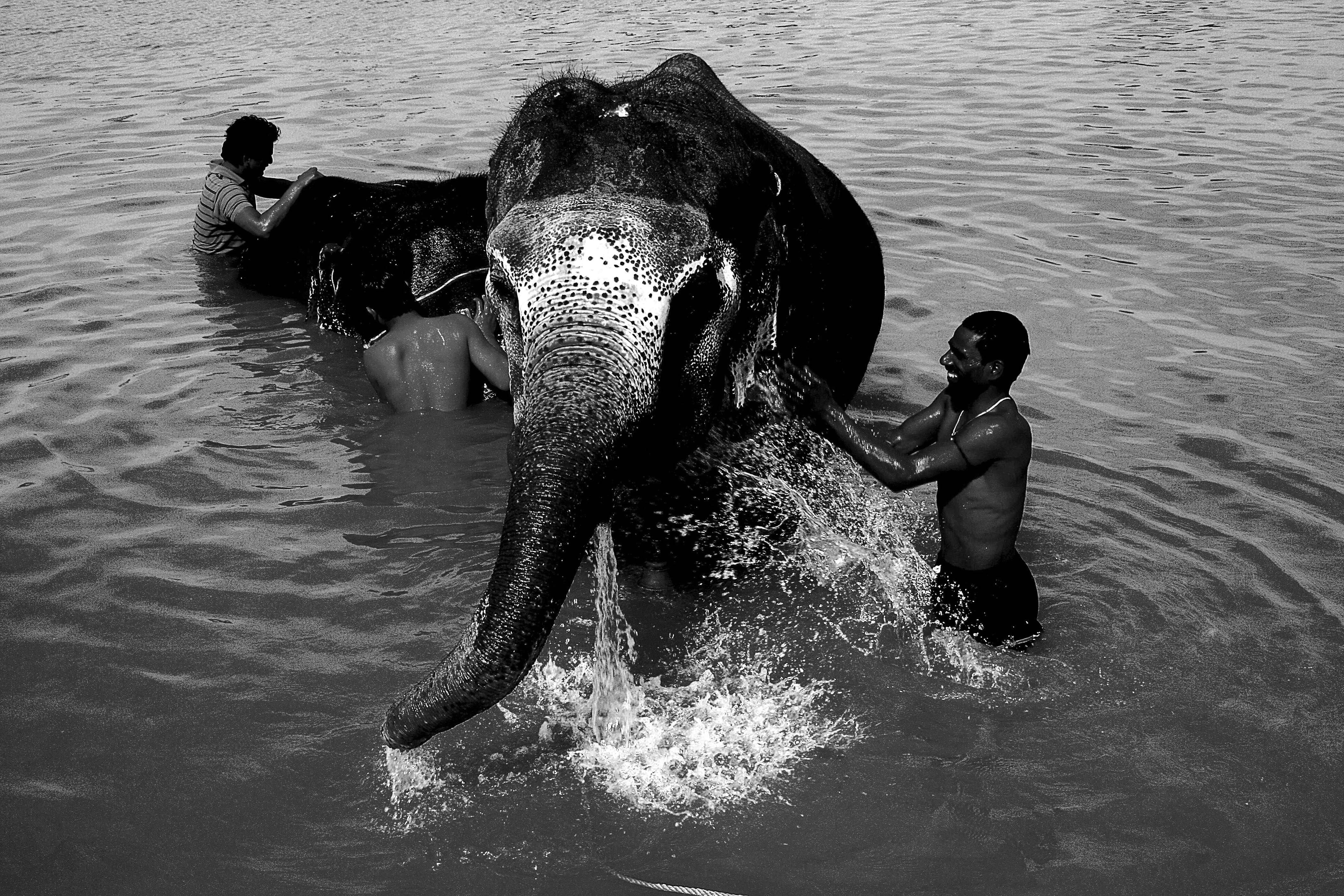 Dominique Leroy, Éléphant d'Asie et son cornac. Rajasthan. Inde Dominique Leroy, Éléphant d'Asie et son cornac. Rajasthan. Inde