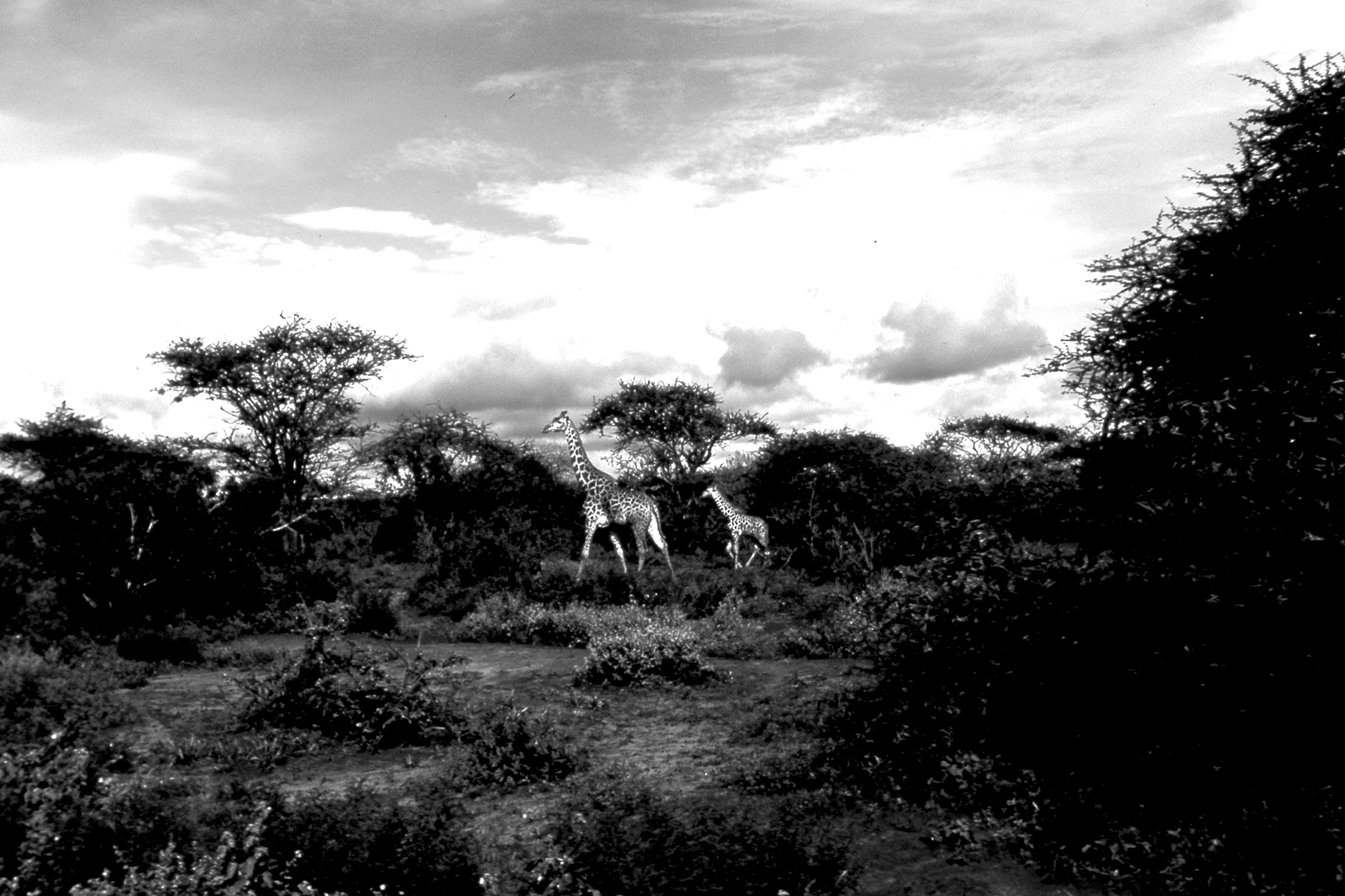 Dominique Leroy, Girafe et girafon. Tanzanie Dominique Leroy, Girafe et girafon. Tanzanie