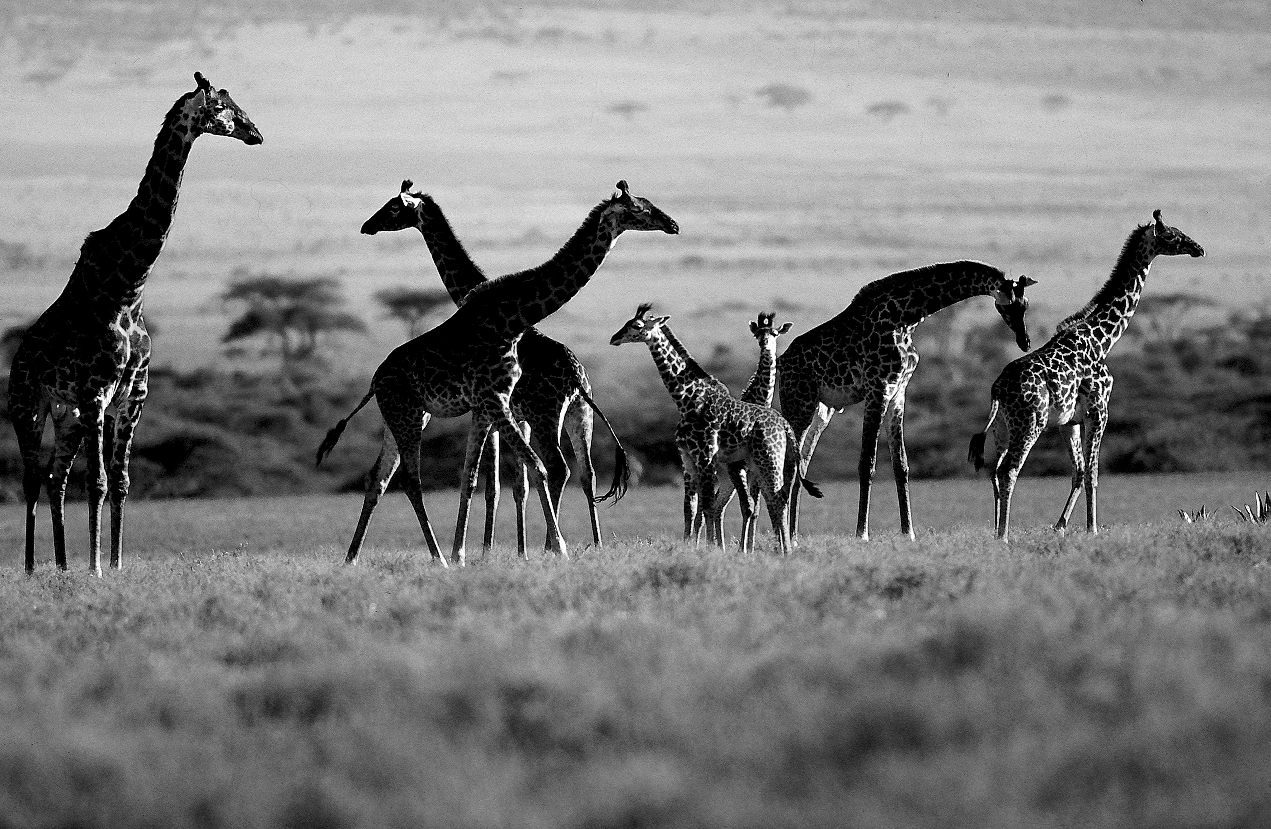 Dominique Leroy, Girafe dans le parc national du Serengeti en Tanzanie. Dominique Leroy, Girafe dans le parc national du Serengeti en Tanzanie.