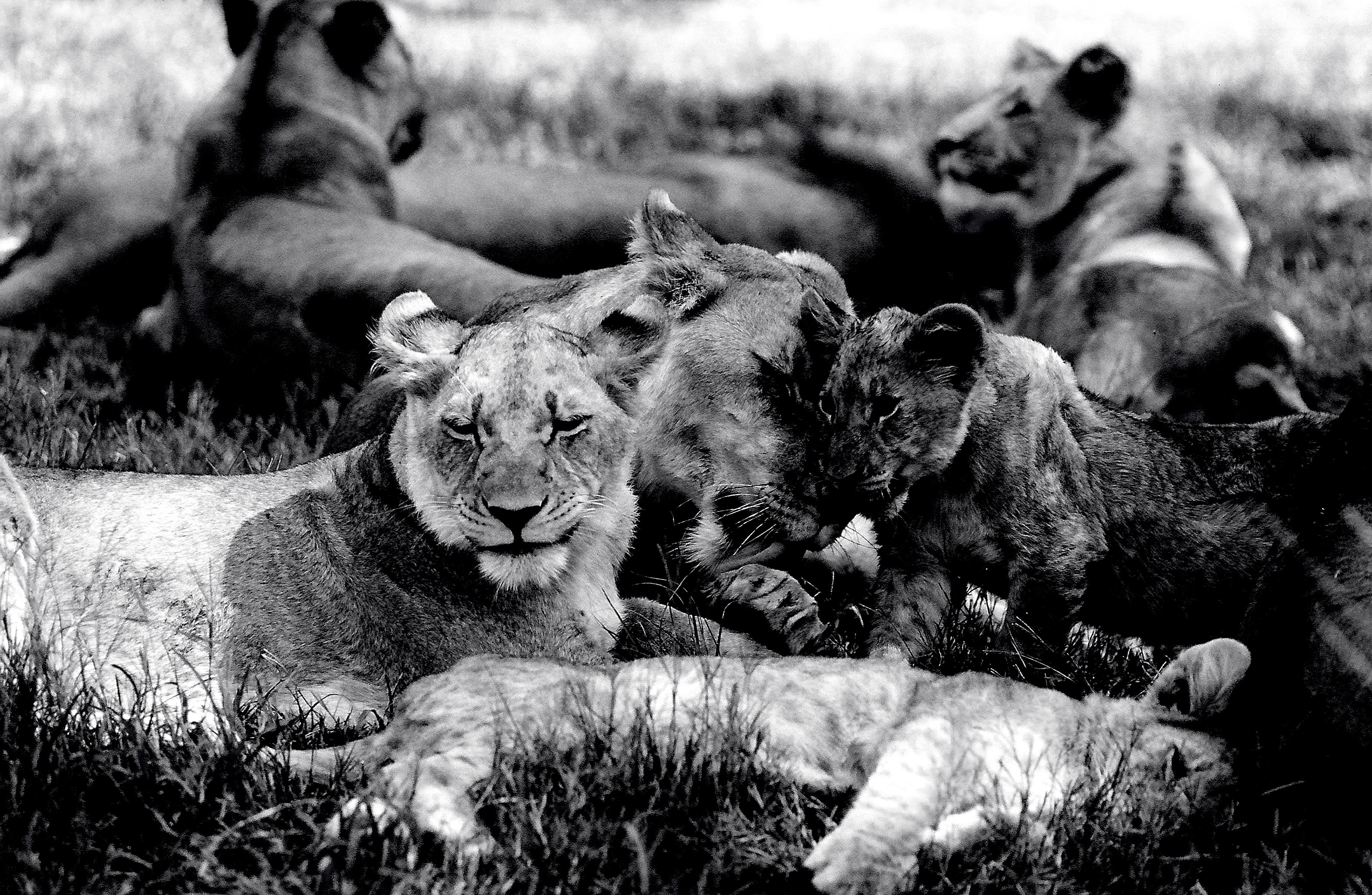 Dominique Leroy, Repos du guerrier et sa famille. Lionne et lionceaux. Afrique du Sud Dominique Leroy, Repos du guerrier et sa famille. Lionne et lionceaux. Afrique du Sud