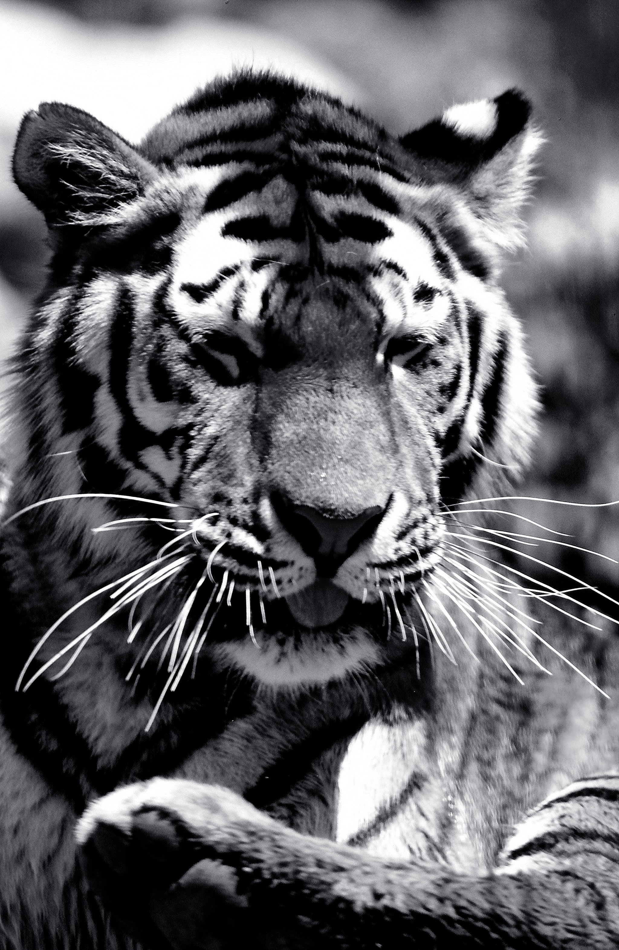 Dominique Leroy, Tigre du Bengale. Inde Dominique Leroy, Tigre du Bengale. Inde