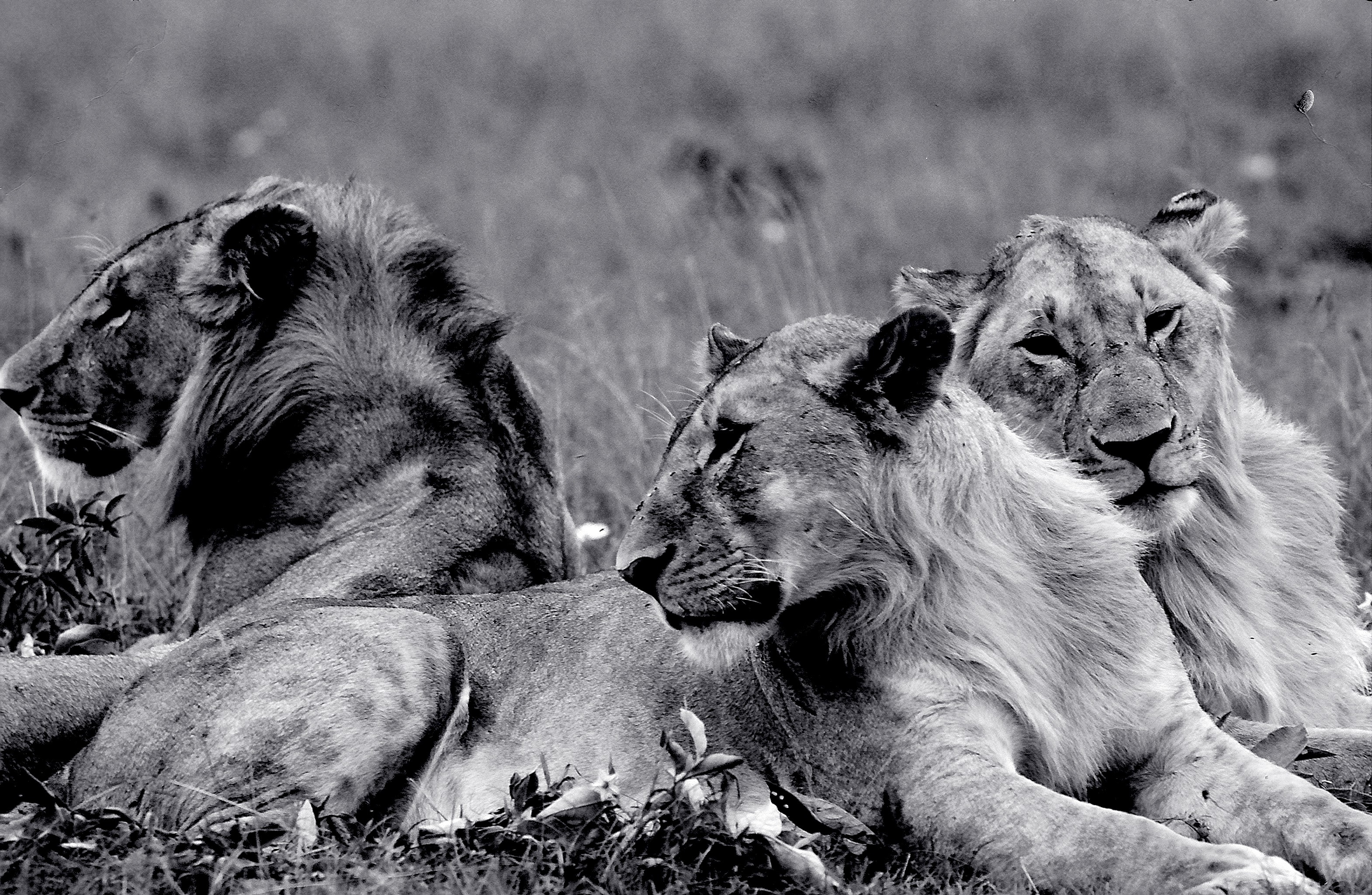 Dominique Leroy, Troupeau de lion dans le Gruger parc en Afrique du sud. Dominique Leroy, Troupeau de lion dans le Gruger parc en Afrique du sud.
