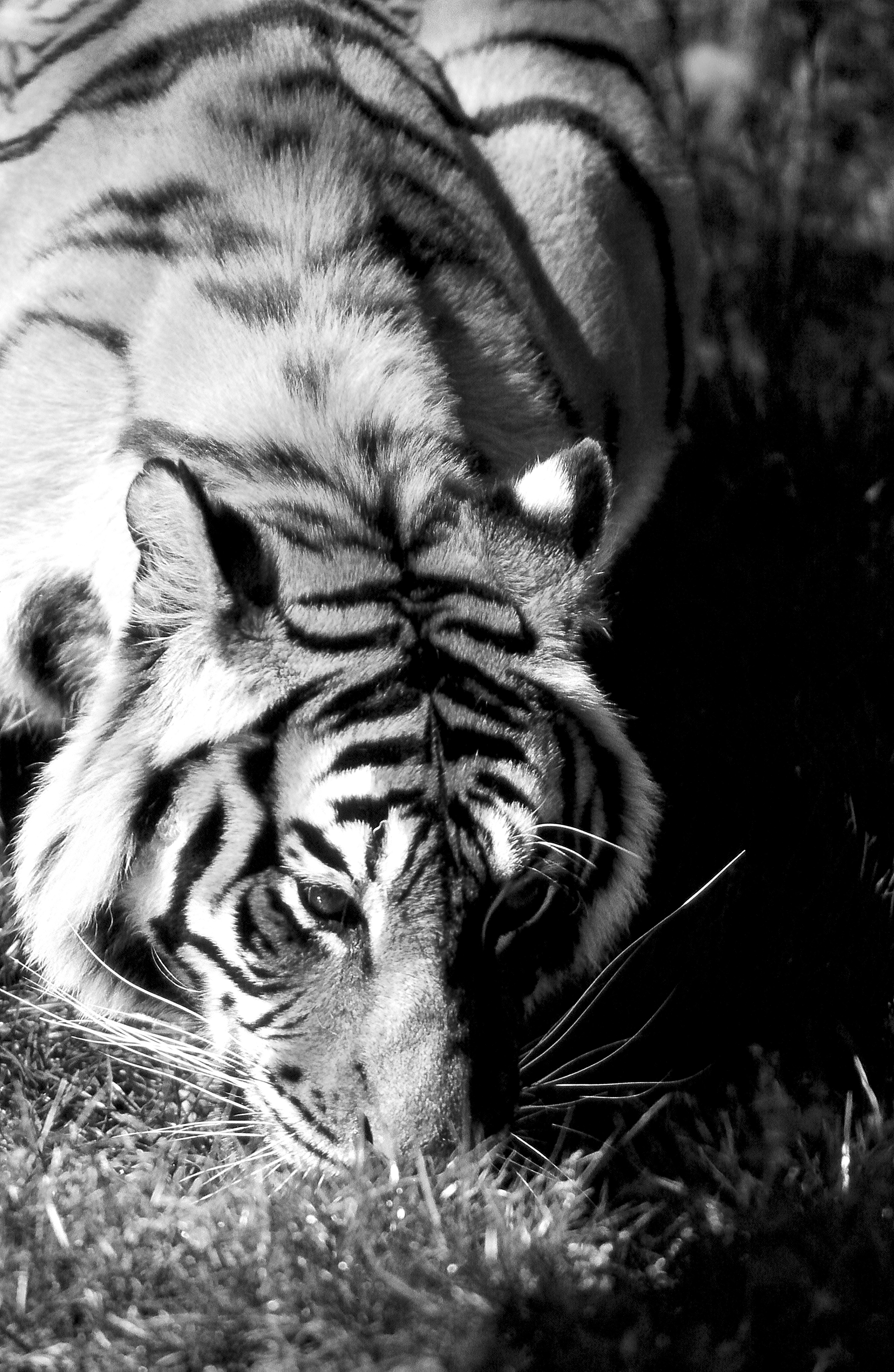 Dominique Leroy, Tigre du Bengale. Inde. Dominique Leroy, Tigre du Bengale. Inde.