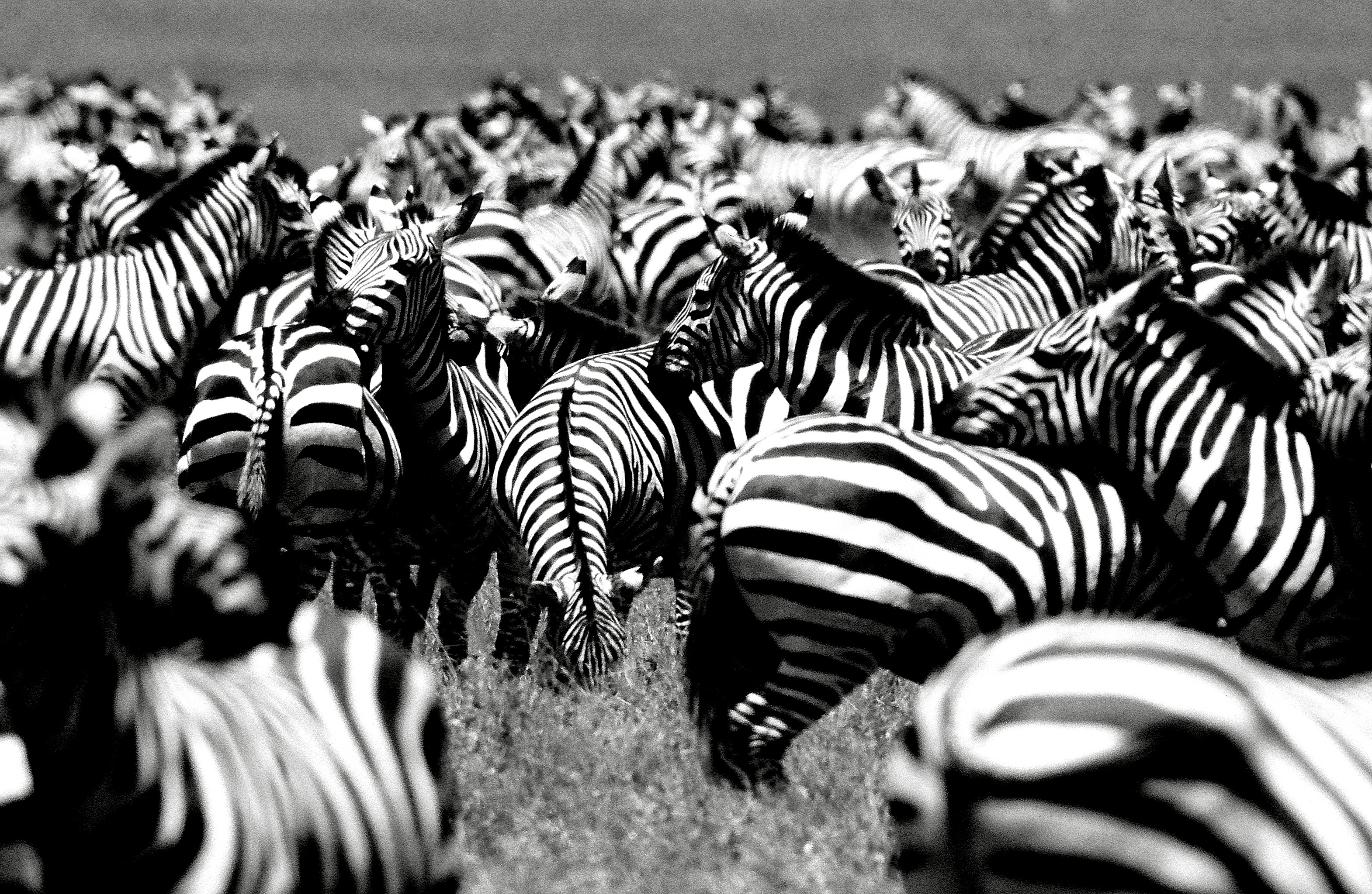 Dominique Leroy, Troupeau de Zèbres dans le parc de Tarangire. Tanzanie Dominique Leroy, Troupeau de Zèbres dans le parc de Tarangire. Tanzanie
