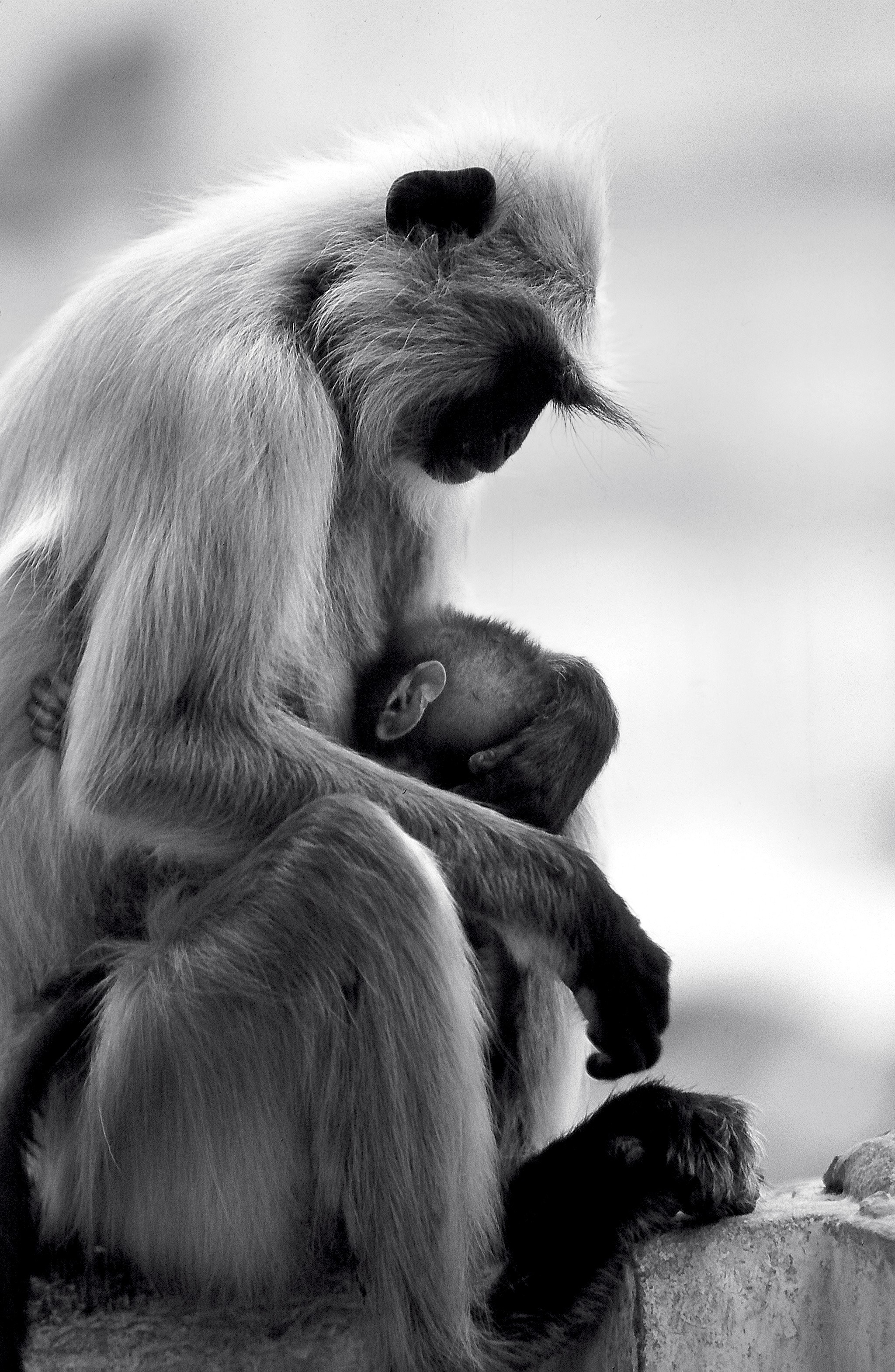 Dominique Leroy, Mère et fils. Singe. Inde du nord. Dominique Leroy, Mère et fils. Singe. Inde du nord.