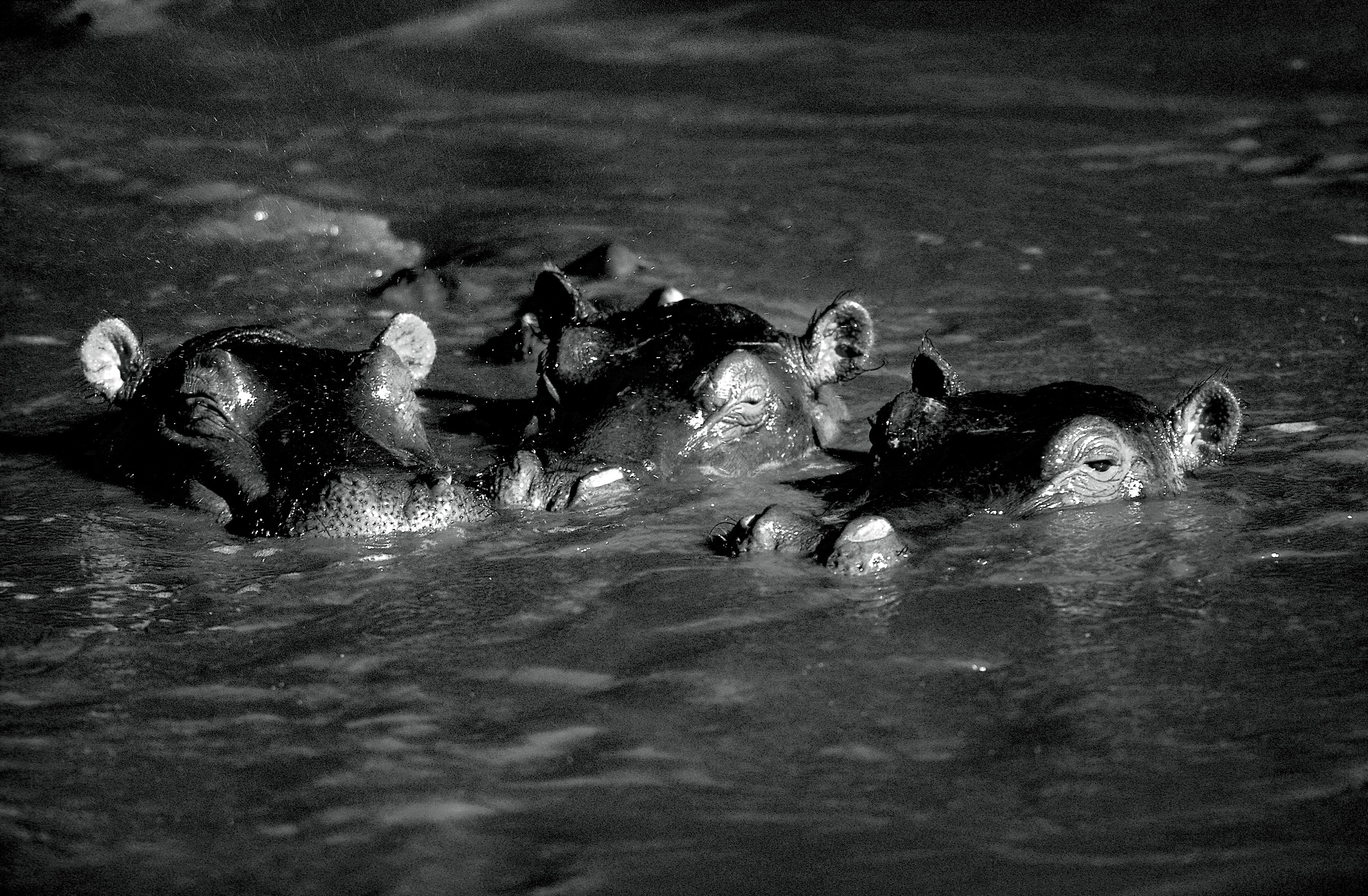 Dominique Leroy, Trio de choc. Cratère du Ngorongoro. Hippopotame. Tanzanie Dominique Leroy, Trio de choc. Cratère du Ngorongoro. Hippopotame. Tanzanie