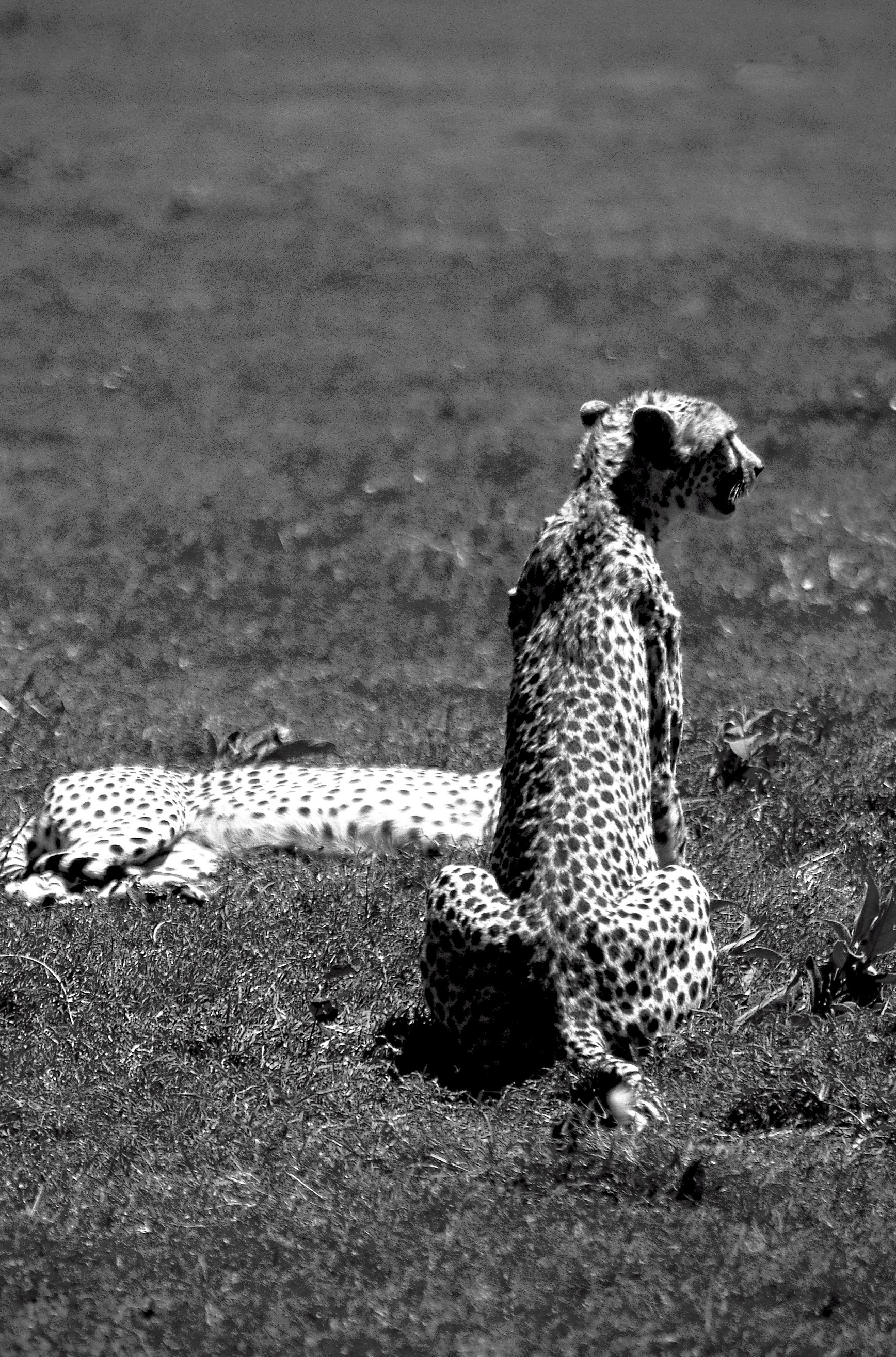 Dominique Leroy, Guépard Protecteur. Parc de Tarangire. Tanzanie Dominique Leroy, Guépard Protecteur. Parc de Tarangire. Tanzanie