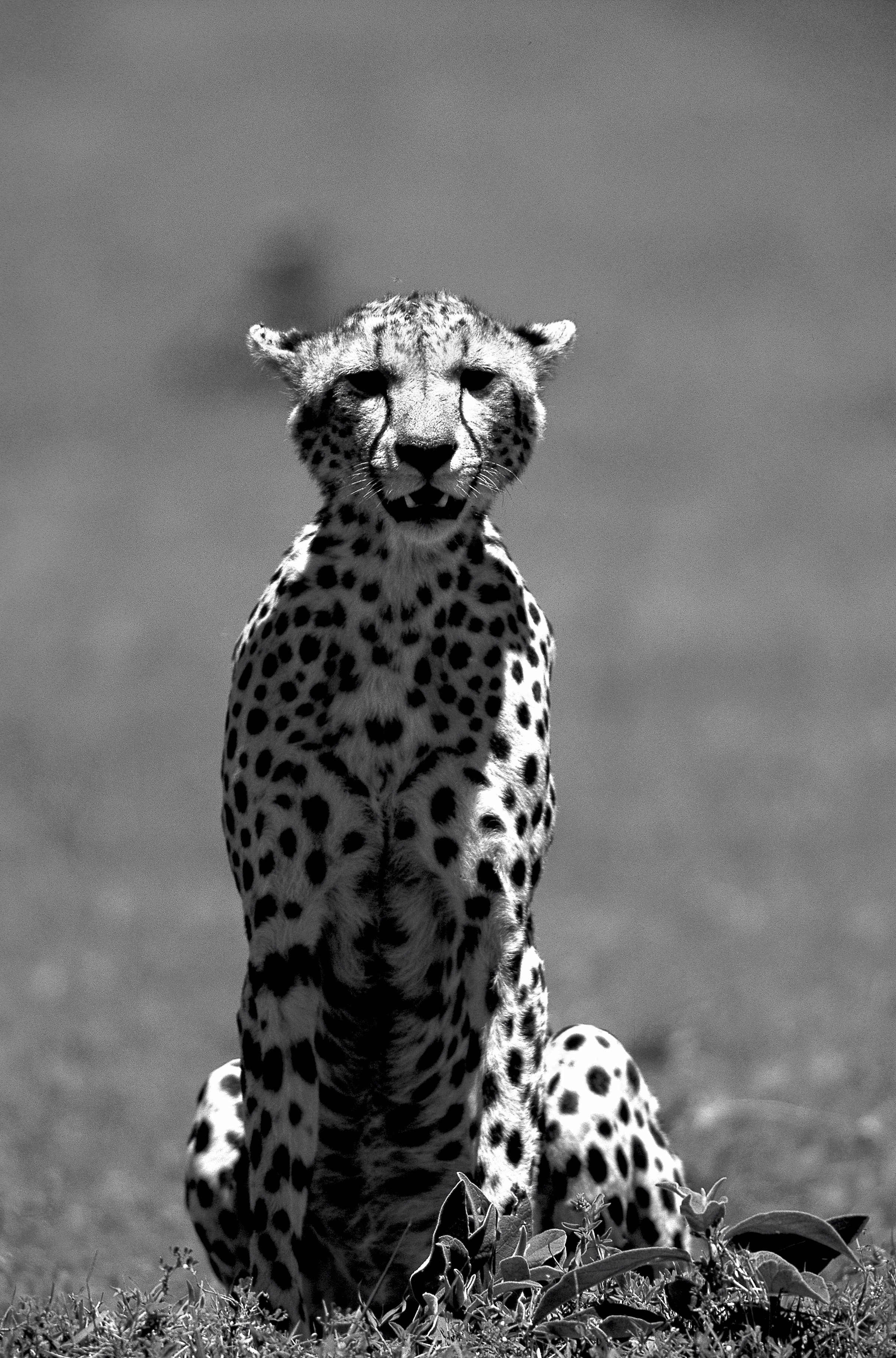 Dominique Leroy, Guépard en surveillance. Tanzanie. Parc de Tarangire Dominique Leroy, Guépard en surveillance. Tanzanie. Parc de Tarangire