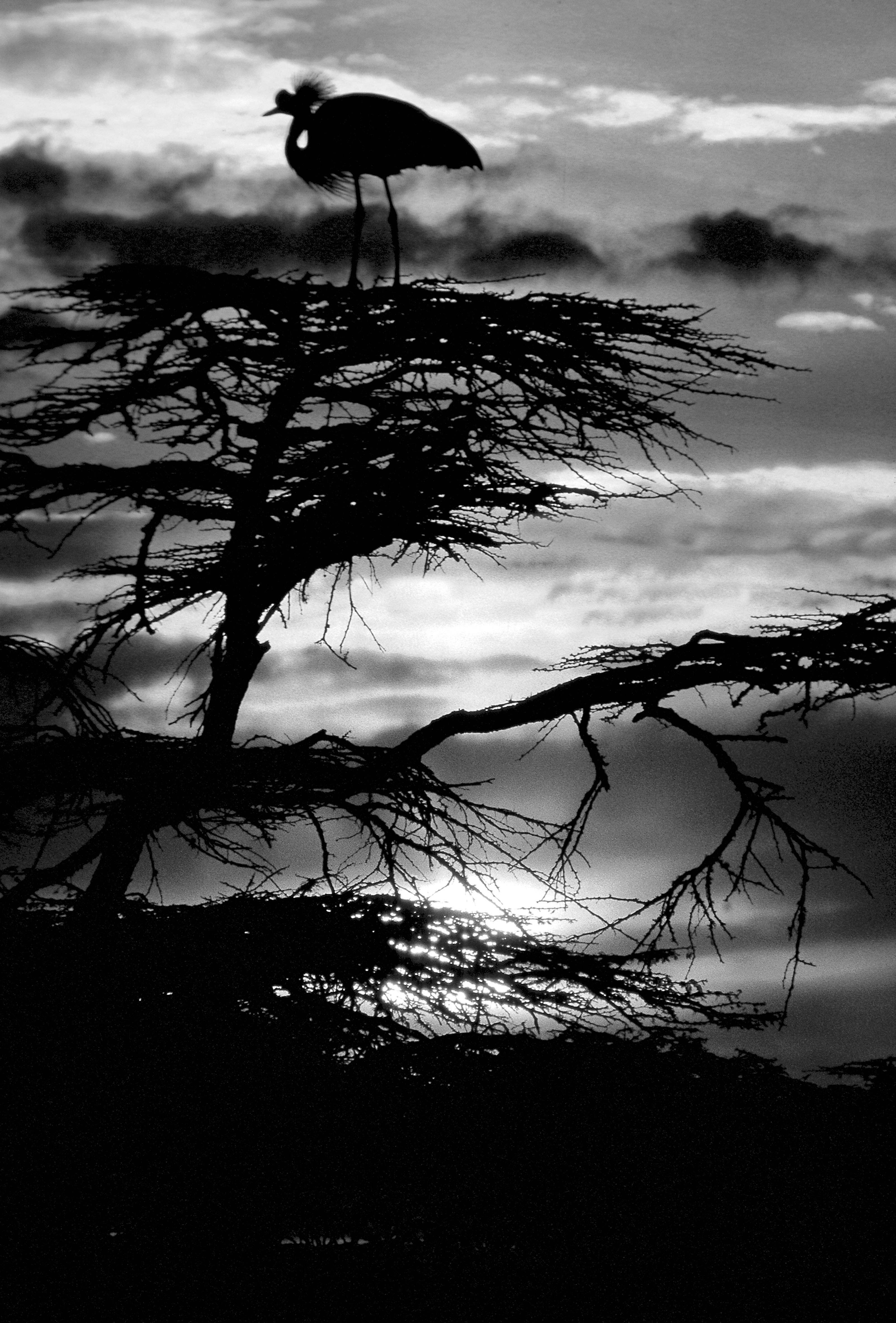 Dominique Leroy, Grue cendré. Kenya Dominique Leroy, Grue cendré. Kenya