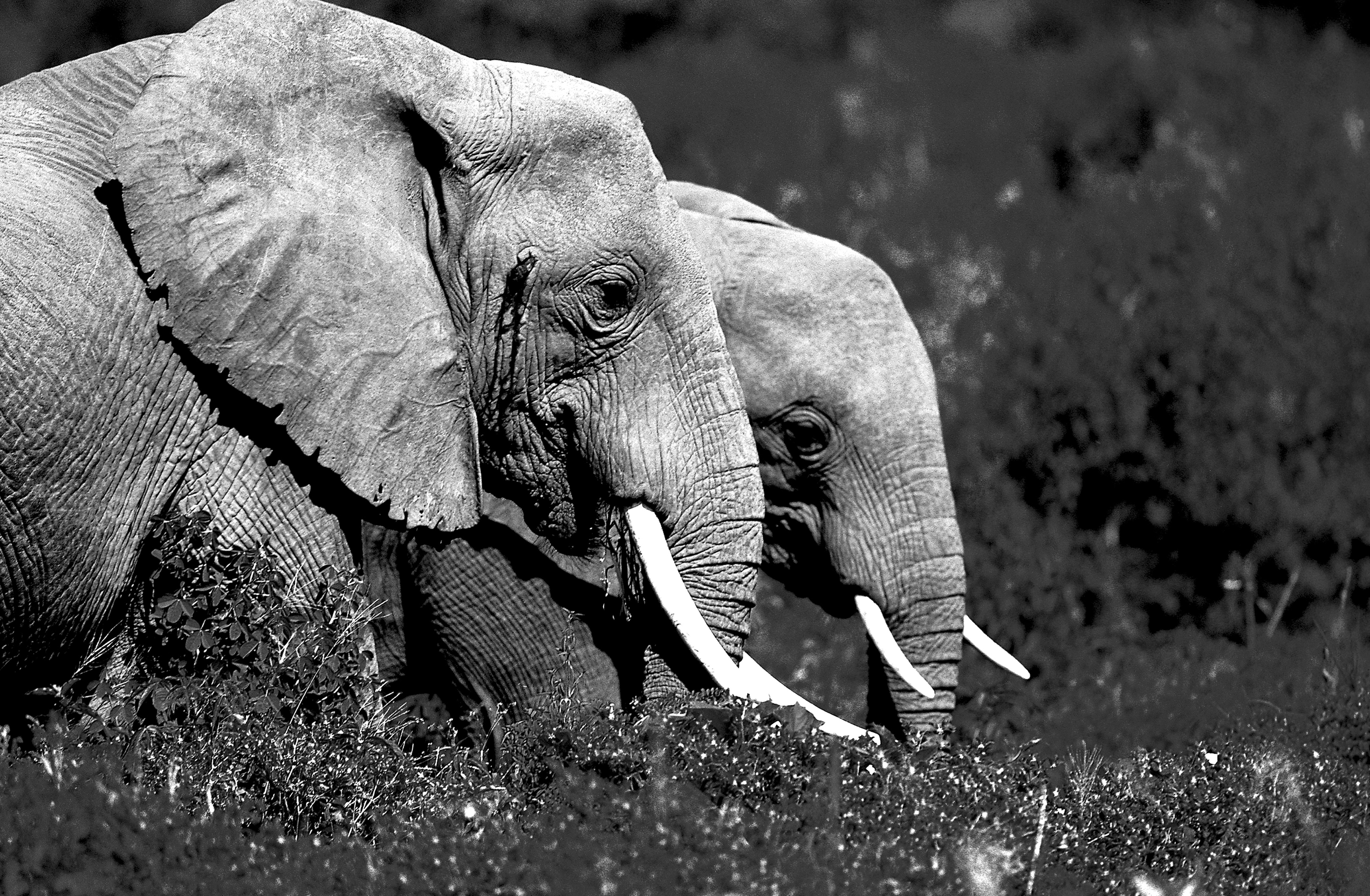 Dominique Leroy, Couple d’Éléphant. Parc de Tarangire. Tanzanie Dominique Leroy, Couple d’Éléphant. Parc de Tarangire. Tanzanie