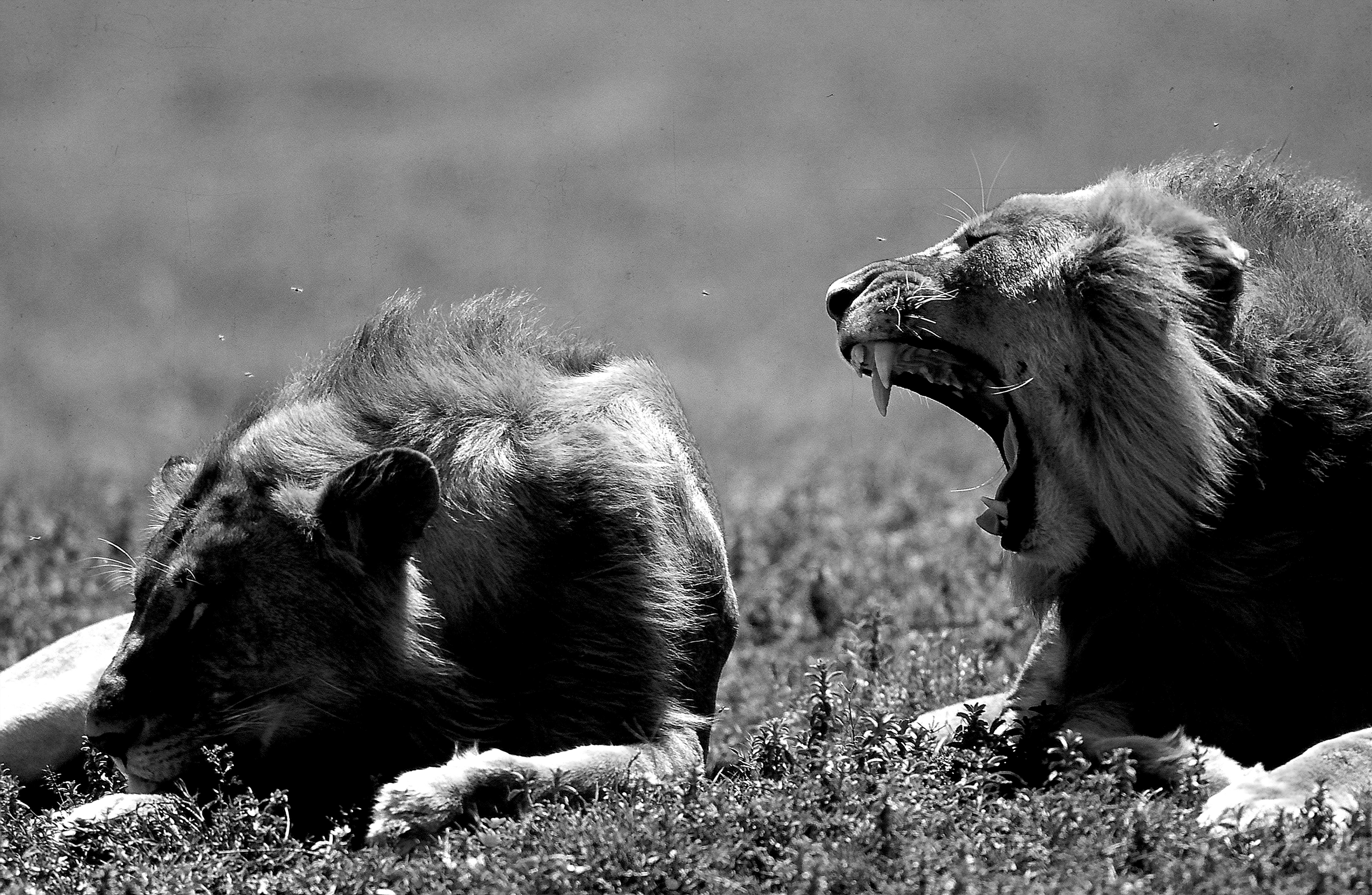 Dominique Leroy, Laisse moi dormir. Lion. Kenya. Dominique Leroy, Laisse moi dormir. Lion. Kenya.