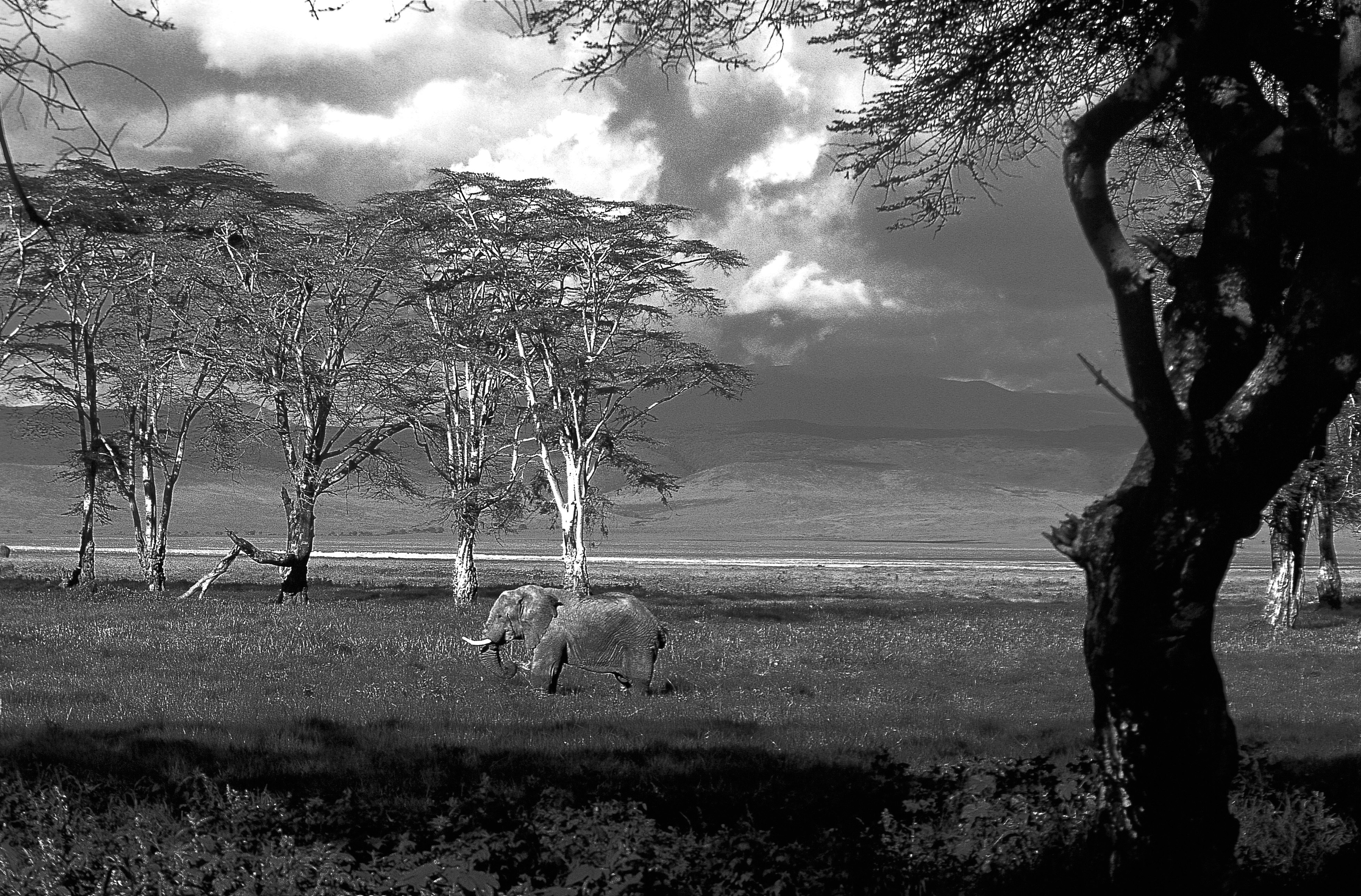 Dominique Leroy, Seul dans la savane. Parc du Ngorongoro. Tanzanie Dominique Leroy, Seul dans la savane. Parc du Ngorongoro. Tanzanie