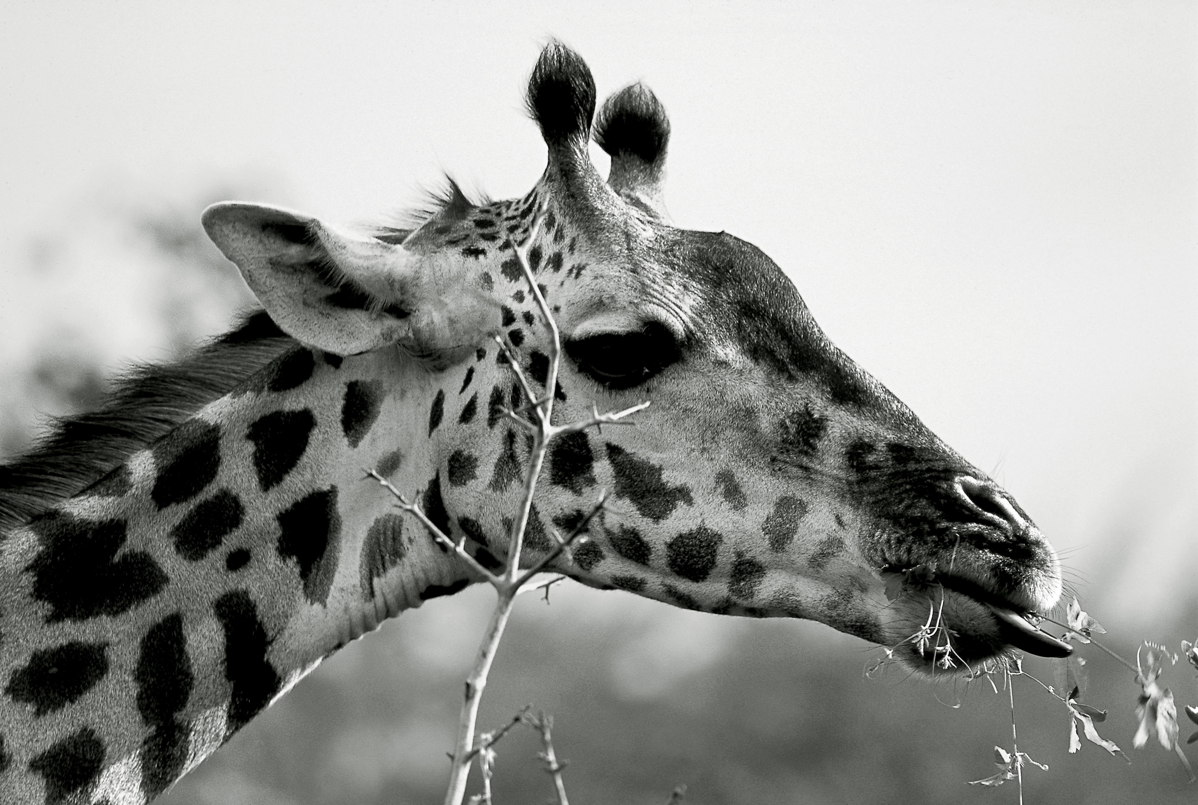 Dominique Leroy, Girafe et acacias. Parc de Tarangire. Tanzanie Dominique Leroy, Girafe et acacias. Parc de Tarangire. Tanzanie