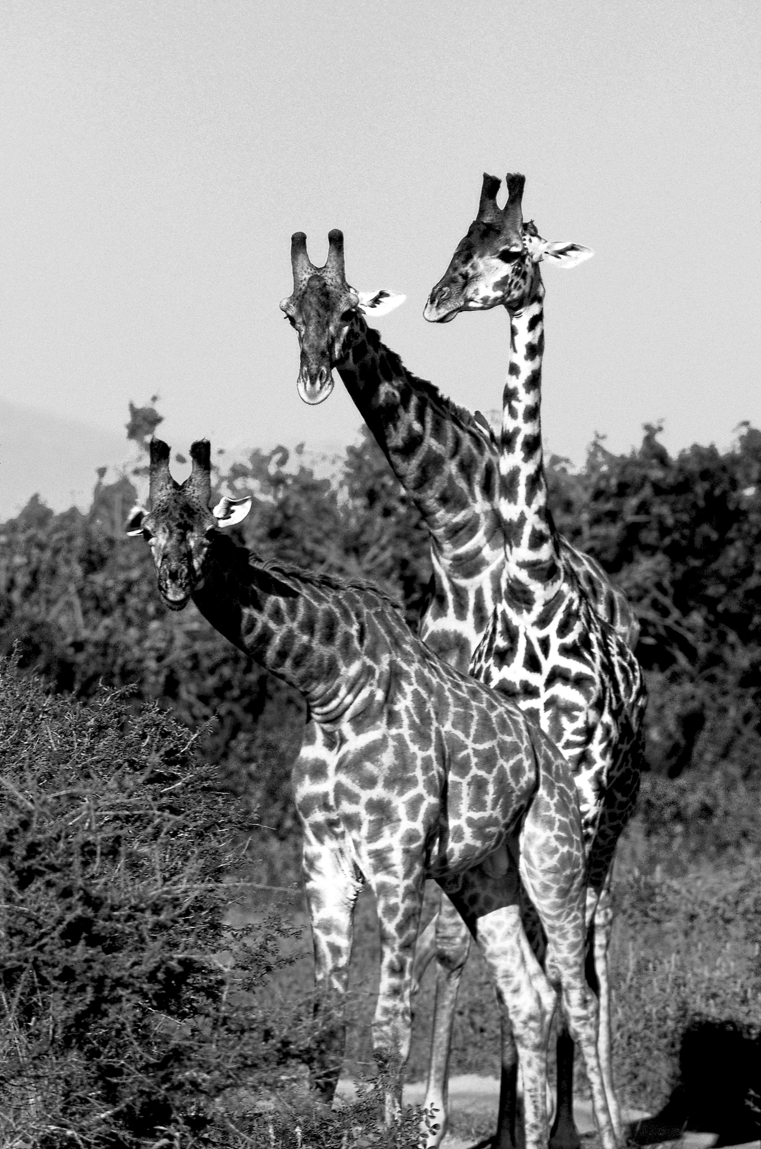 Dominique Leroy, Les trois grâce. Parc du Serengeti. Tanzanie. Dominique Leroy, Les trois grâce. Parc du Serengeti. Tanzanie.