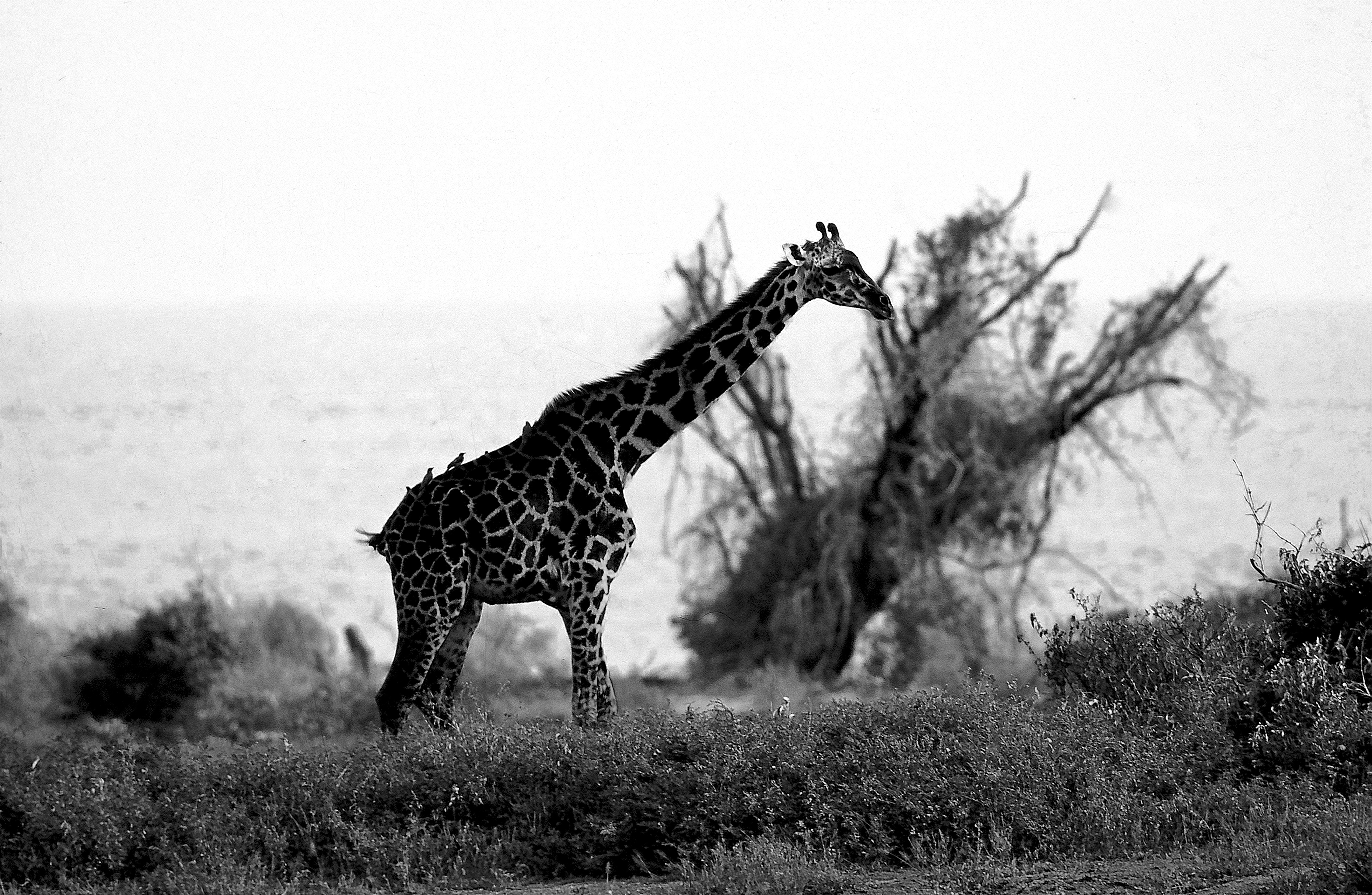 Dominique Leroy, Girafe et ses poursuivants. Parc de Tarangire. Tanzanie Dominique Leroy, Girafe et ses poursuivants. Parc de Tarangire. Tanzanie