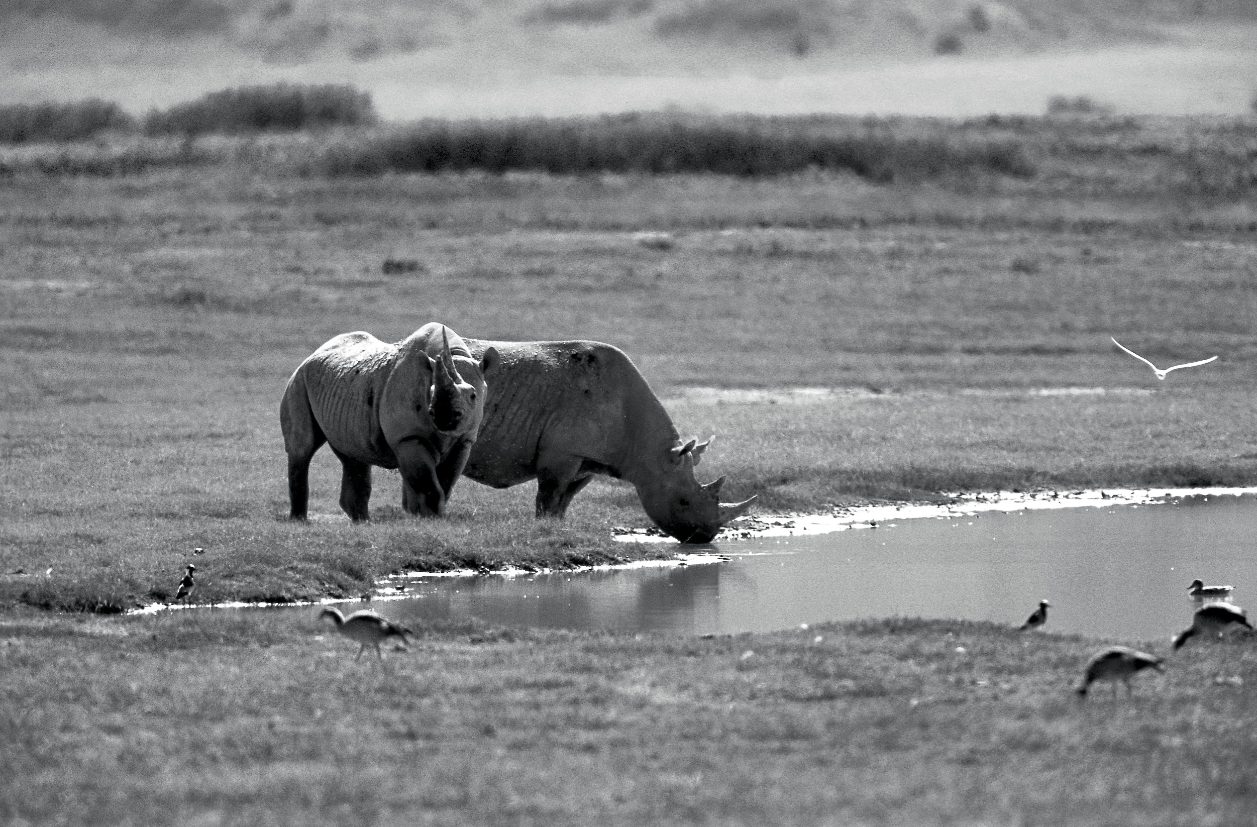 Dominique Leroy, Couple de Rhinocéros Blanc. Cratère du Ngorongoro. Tanzanie Dominique Leroy, Couple de Rhinocéros Blanc. Cratère du Ngorongoro. Tanzanie