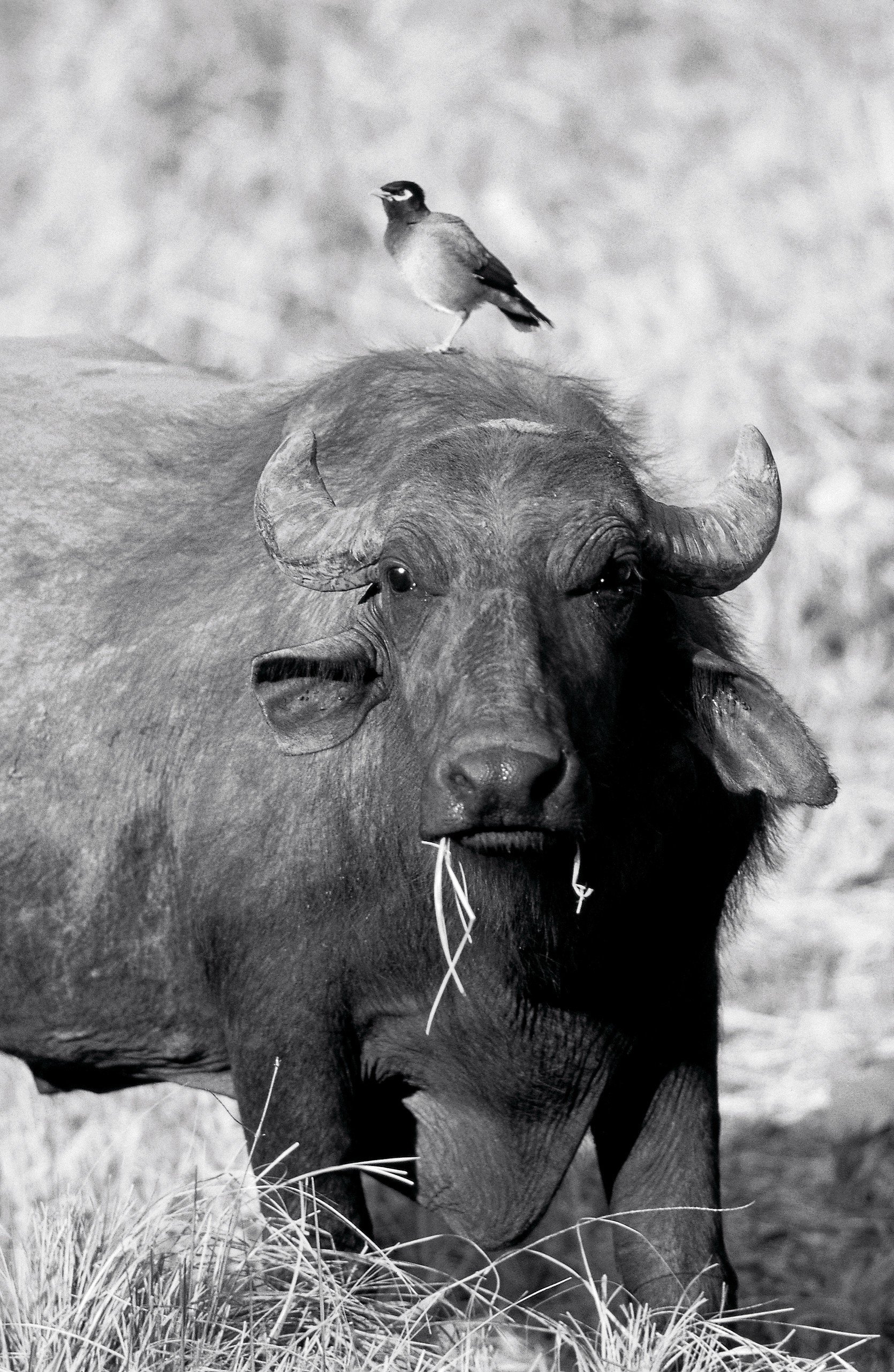 Dominique Leroy, Buffle et son garde bœuf. Tanzanie Dominique Leroy, Buffle et son garde bœuf. Tanzanie