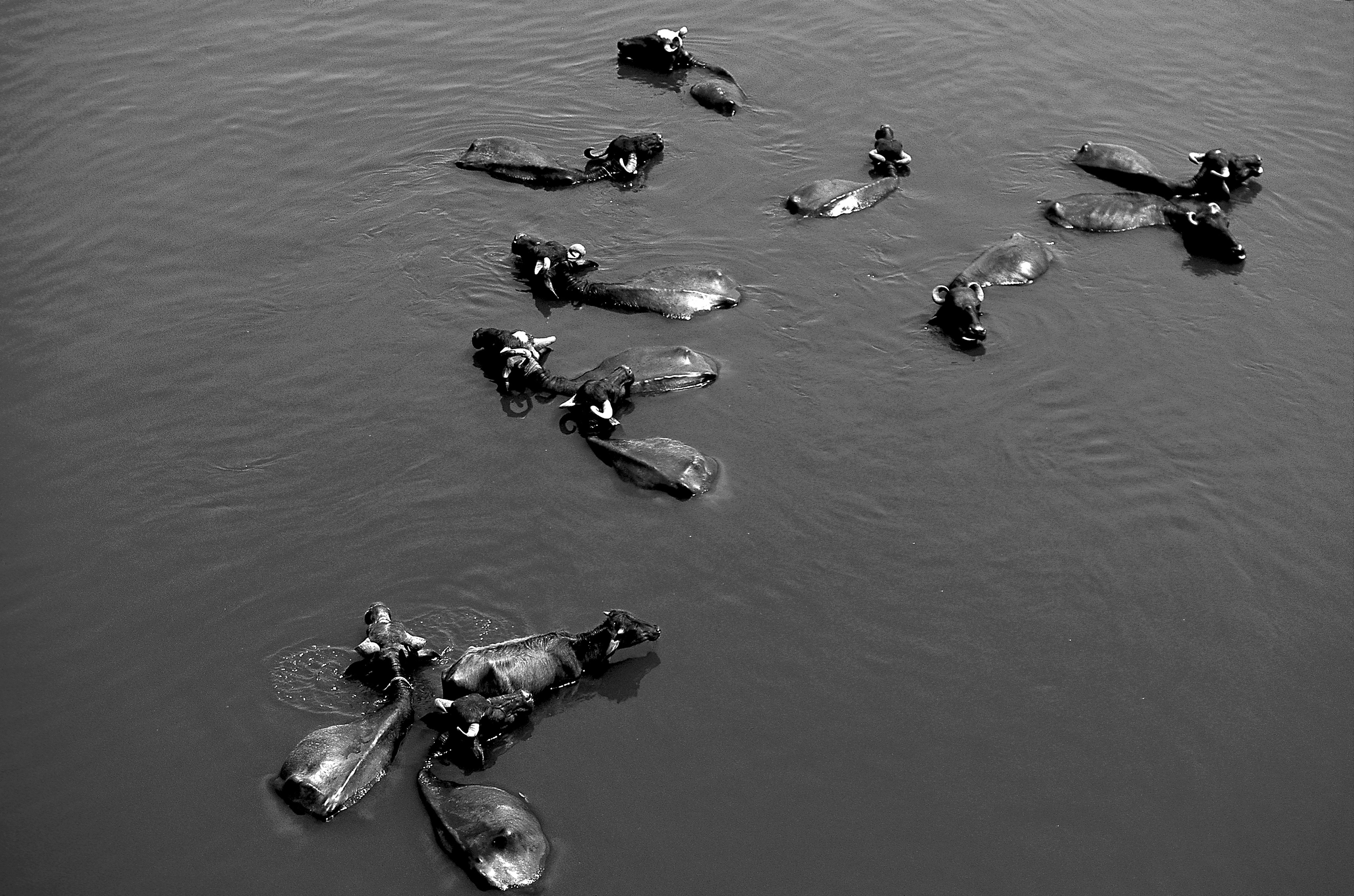 Dominique Leroy, Troupeau de buffle. Agra. Inde du nord Dominique Leroy, Troupeau de buffle. Agra. Inde du nord