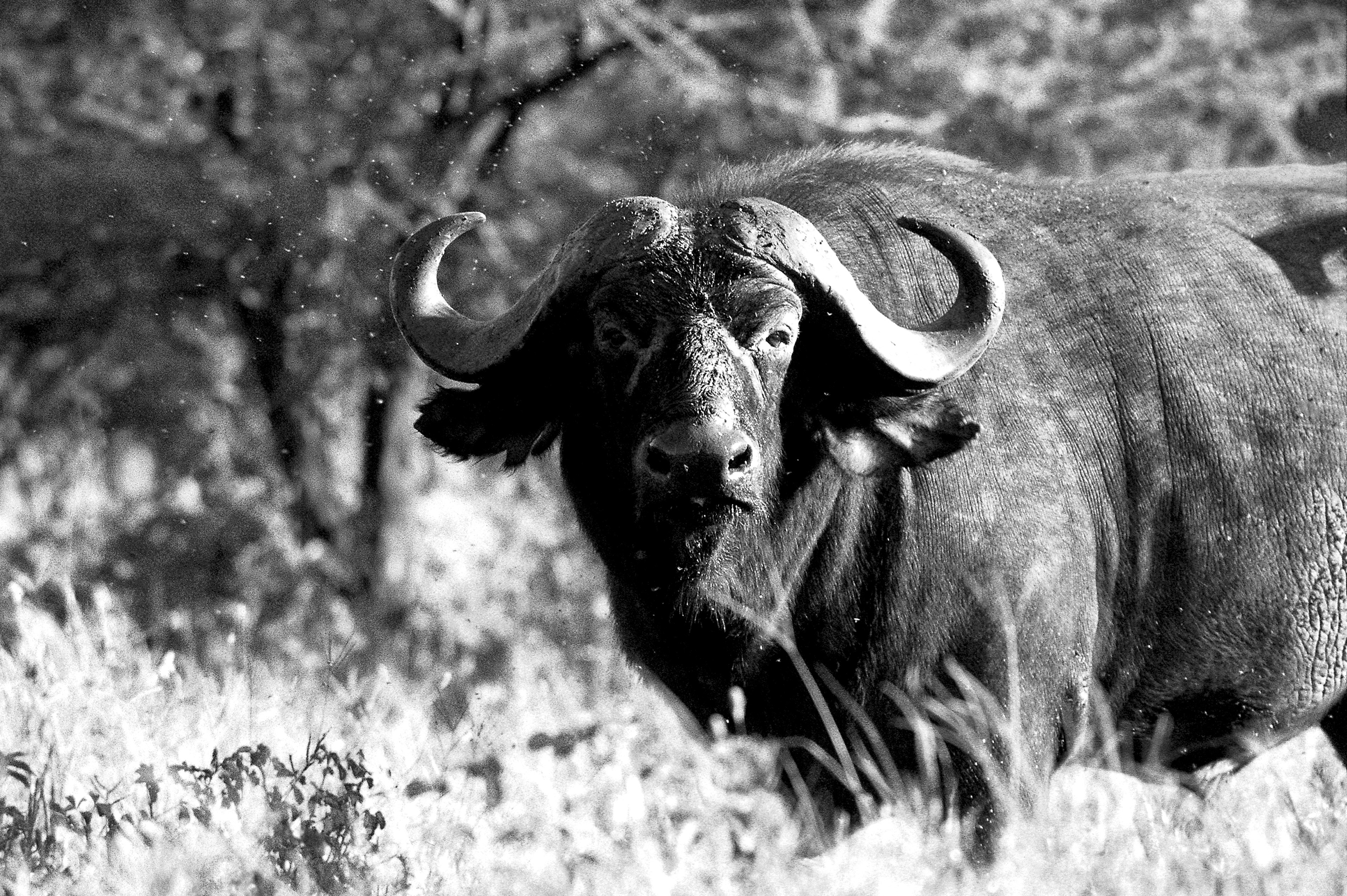 Dominique Leroy, Regard de buffle. Tanzanie Dominique Leroy, Regard de buffle. Tanzanie