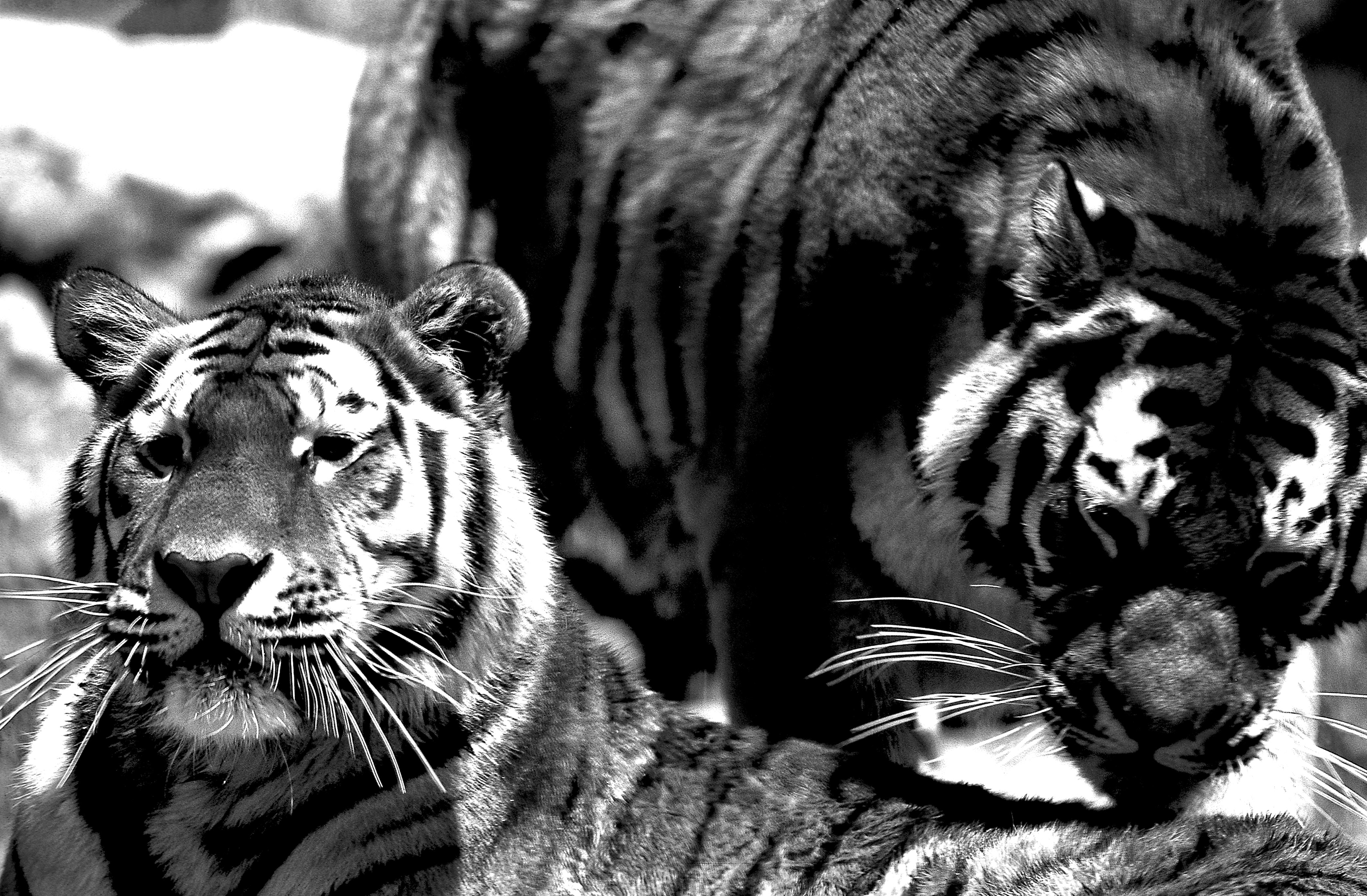 Dominique Leroy, Tigre du Bengale. Inde occidentale Dominique Leroy, Tigre du Bengale. Inde occidentale