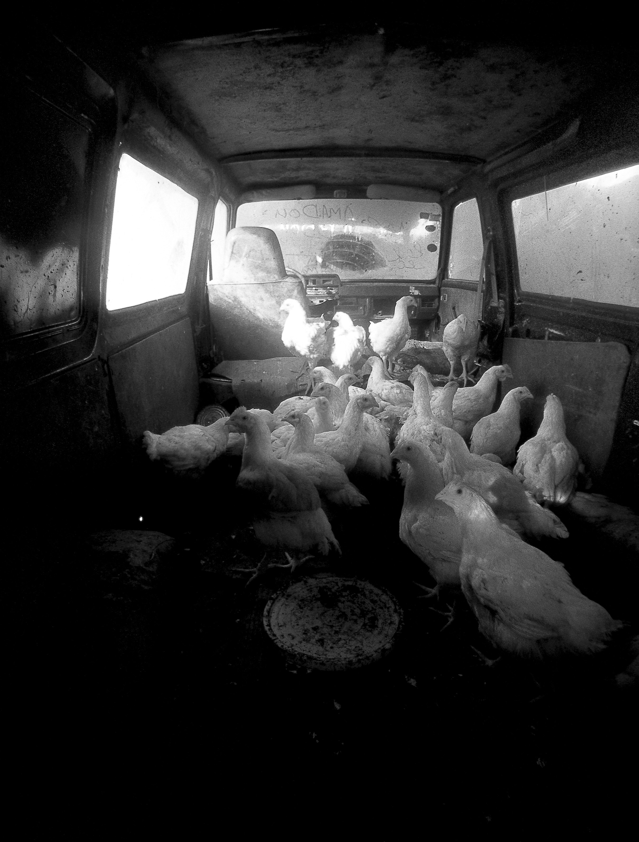 Dominique Leroy, Poules et poulailler. Sénégal Dominique Leroy, Poules et poulailler. Sénégal