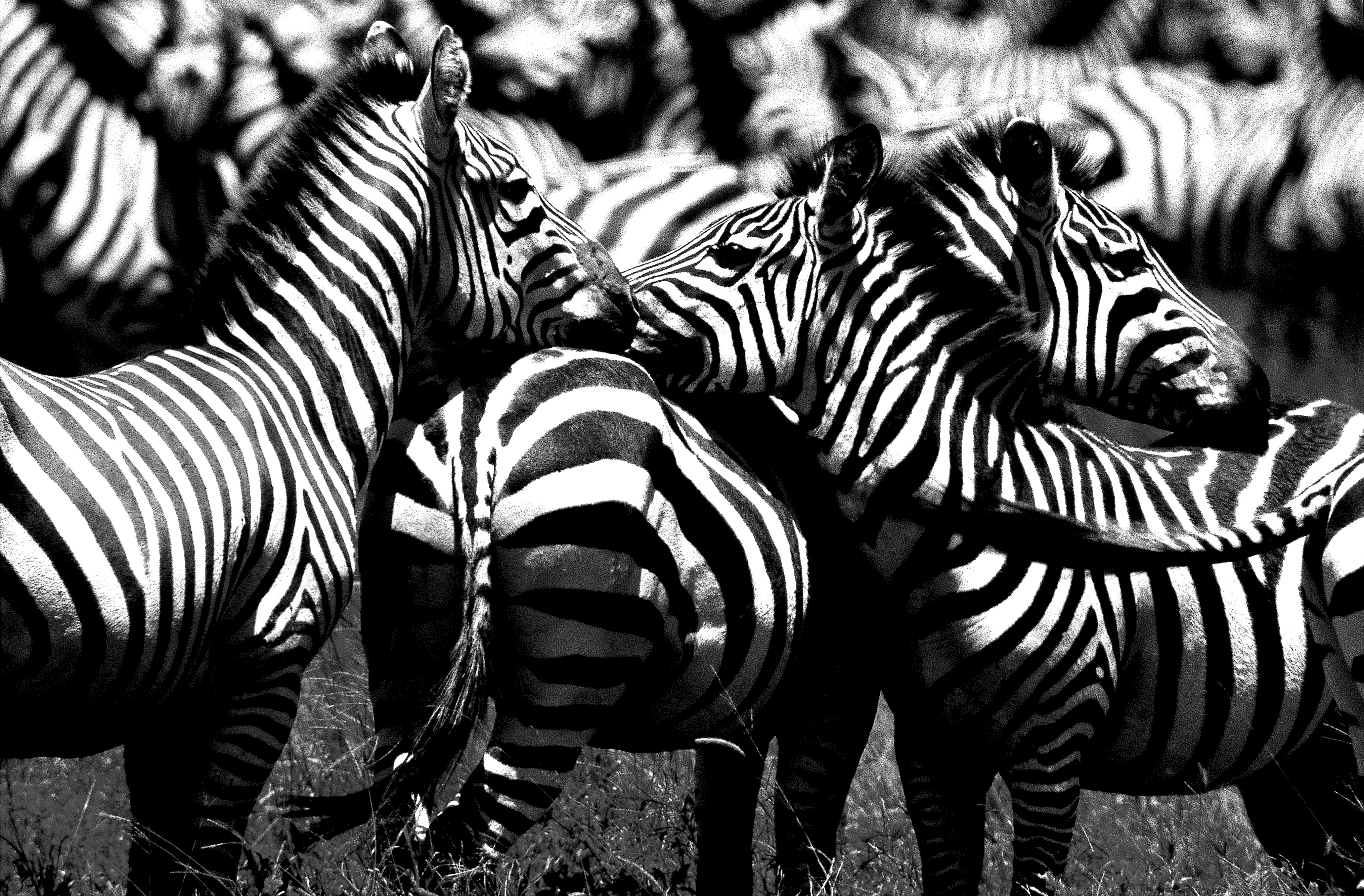 Dominique Leroy, Repos du Zèbre. Parc de Tarangire. Tanzanie Dominique Leroy, Repos du Zèbre. Parc de Tarangire. Tanzanie