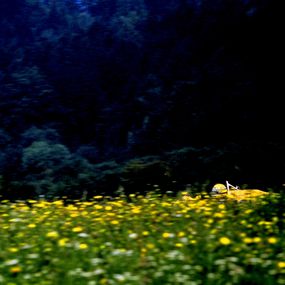 Photographie, Pâquerette pour Ayrton Senna. Zeltweg. Autriche. F1., Dominique Leroy