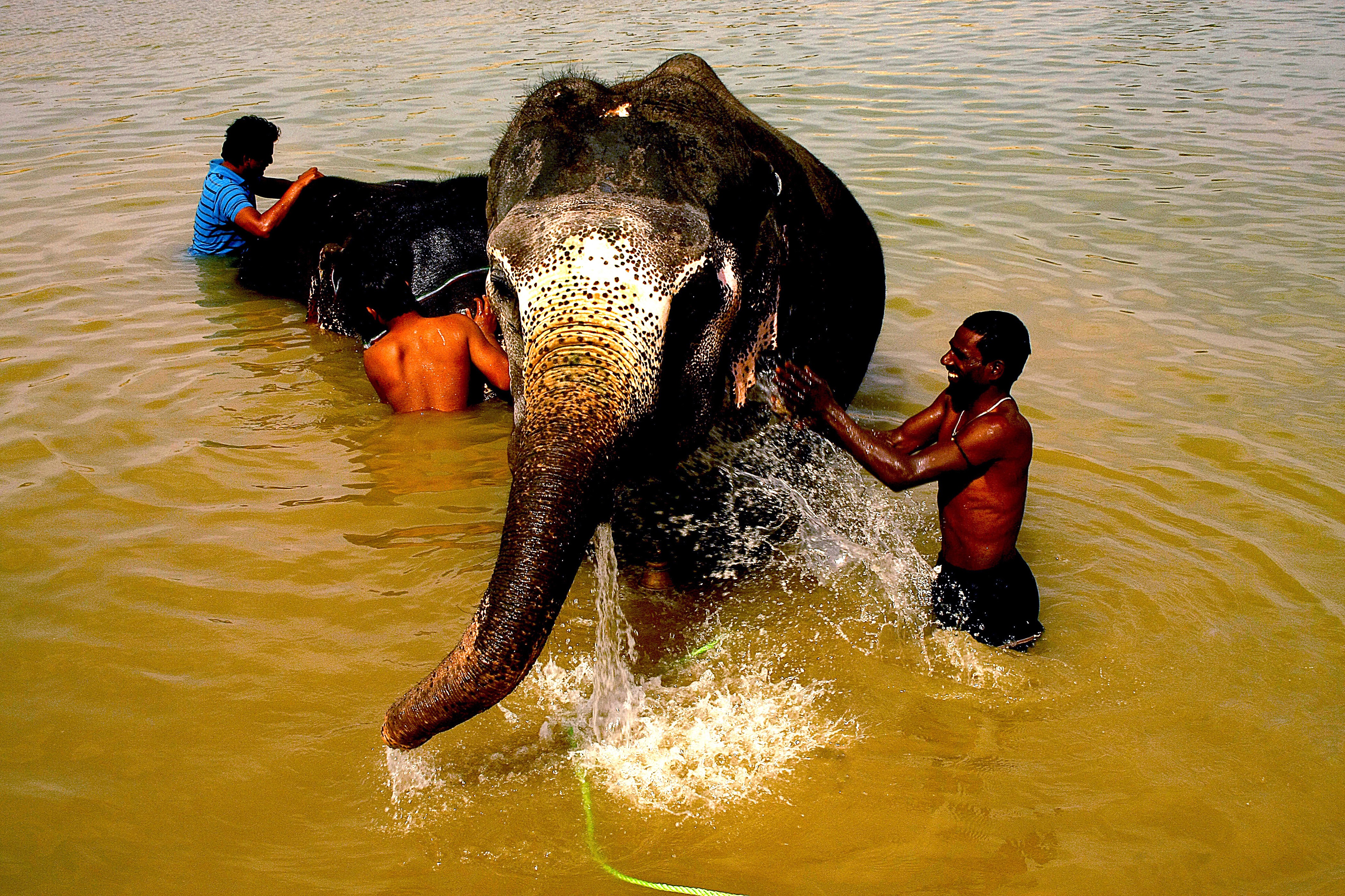 Dominique Leroy, Inde Éléphant et son cornac Dominique Leroy, Inde Éléphant et son cornac