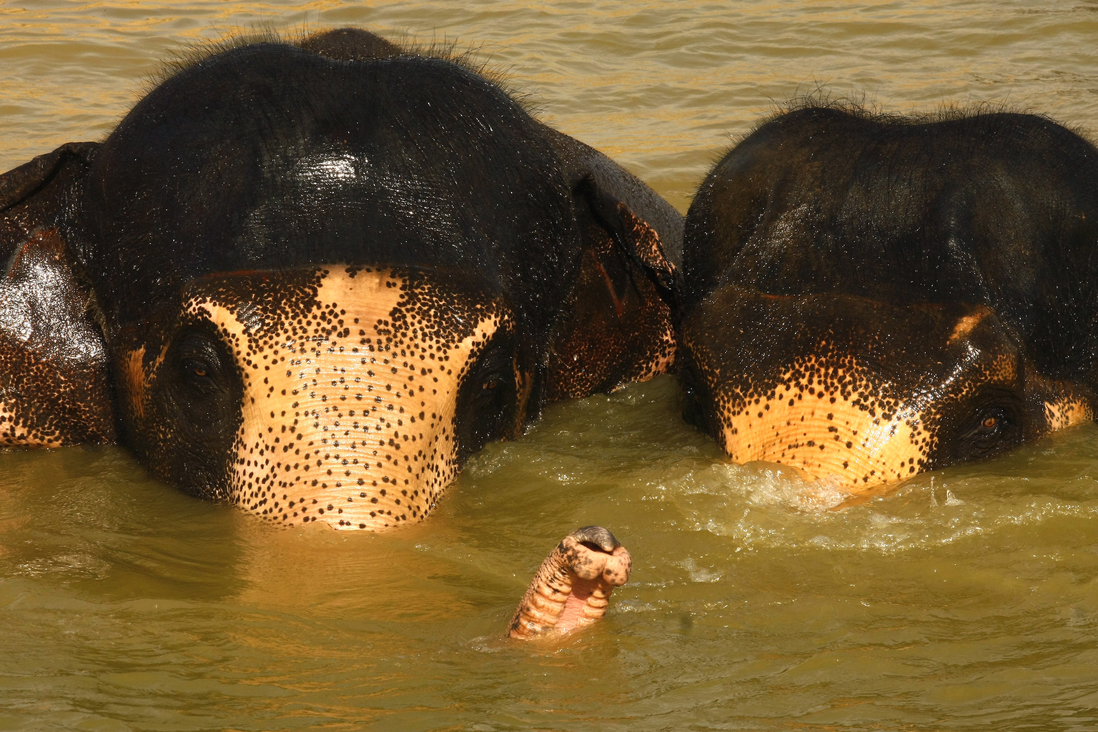 Dominique Leroy, Couple d'éléphants asiatiques. Inde du nord Dominique Leroy, Couple d'éléphants asiatiques. Inde du nord