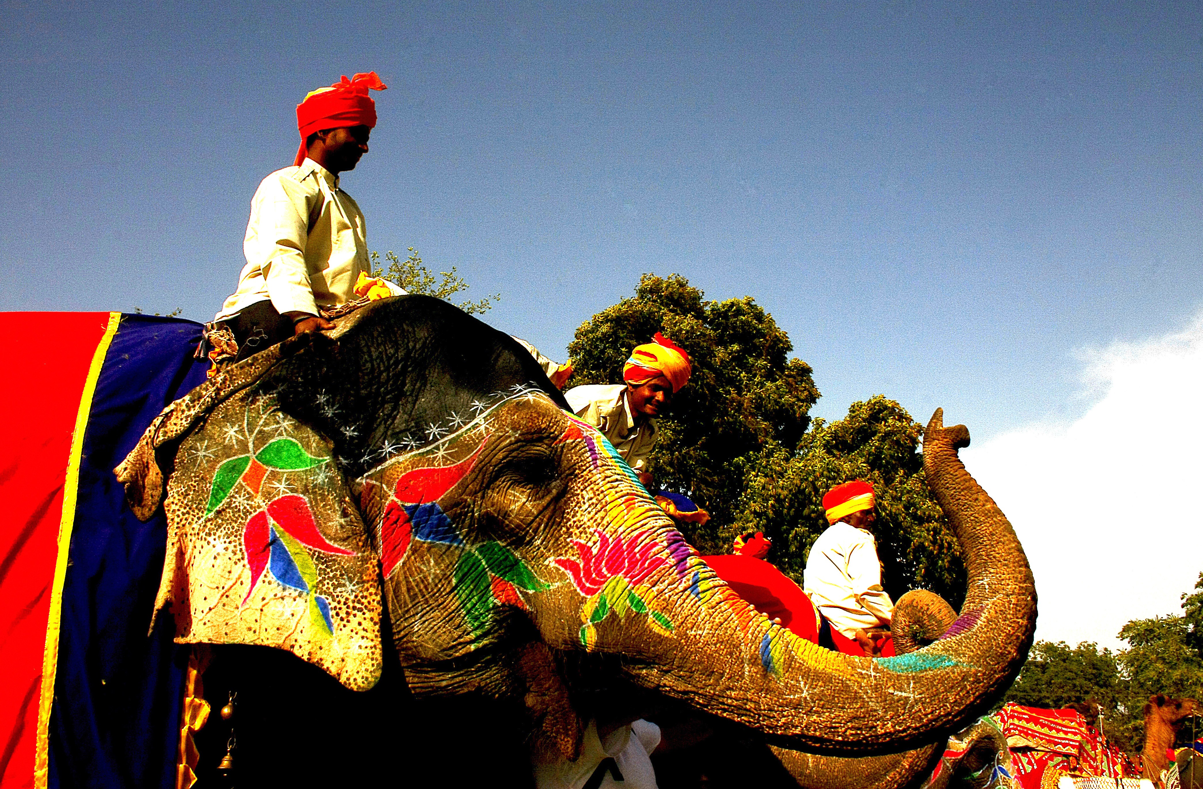 Dominique Leroy, Fête des éléphants. Radjasthan. Inde Dominique Leroy, Fête des éléphants. Radjasthan. Inde