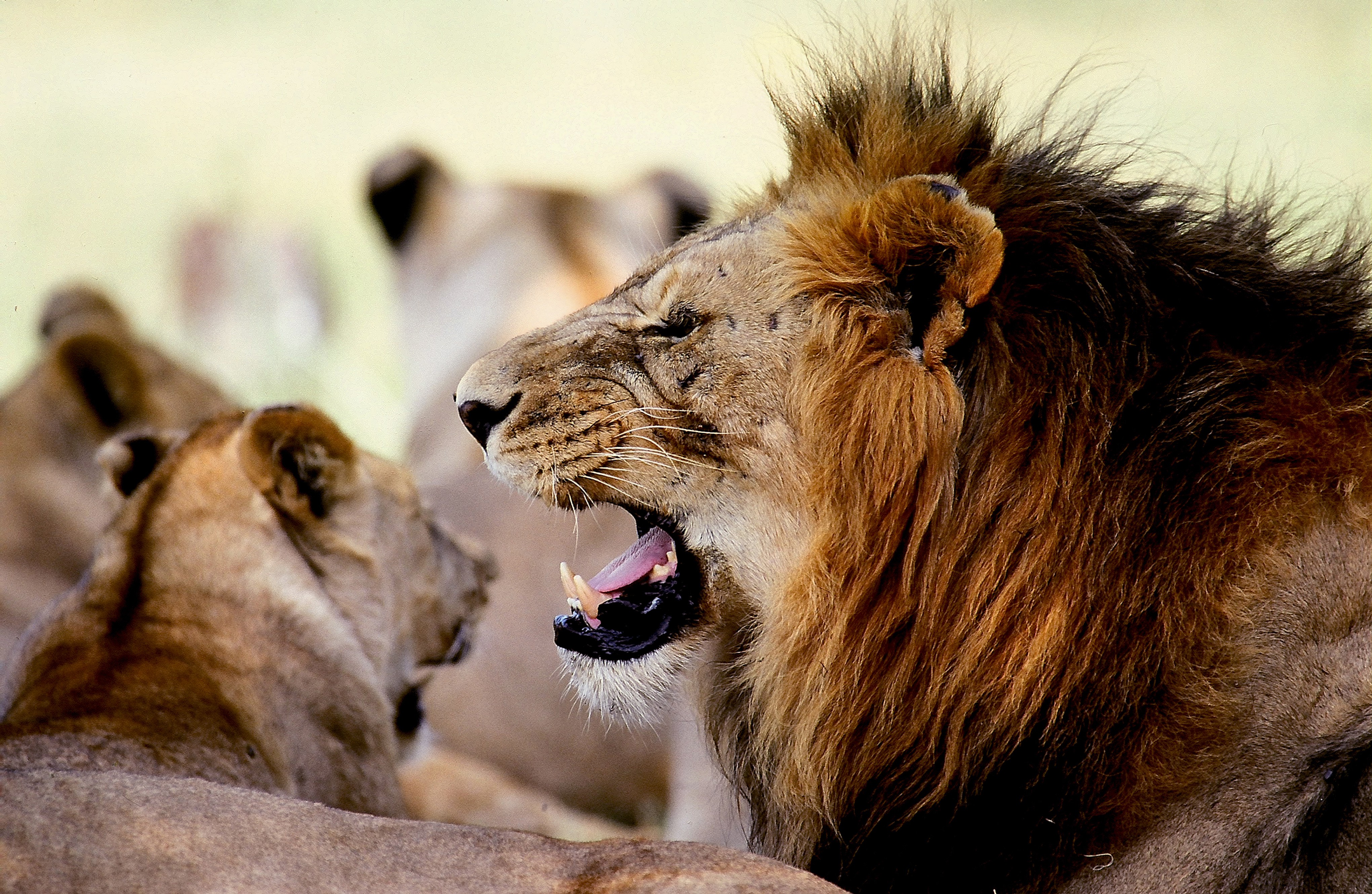 Dominique Leroy, Gardiennage de la famille lion. Afrique du Sud. Dominique Leroy, Gardiennage de la famille lion. Afrique du Sud.