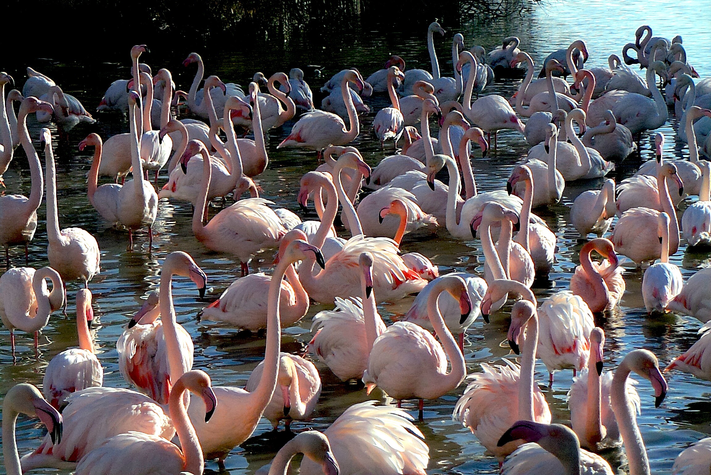 Dominique Leroy, C'est l'ouverture des soldes. Flamants roses. Camargue Dominique Leroy, C'est l'ouverture des soldes. Flamants roses. Camargue