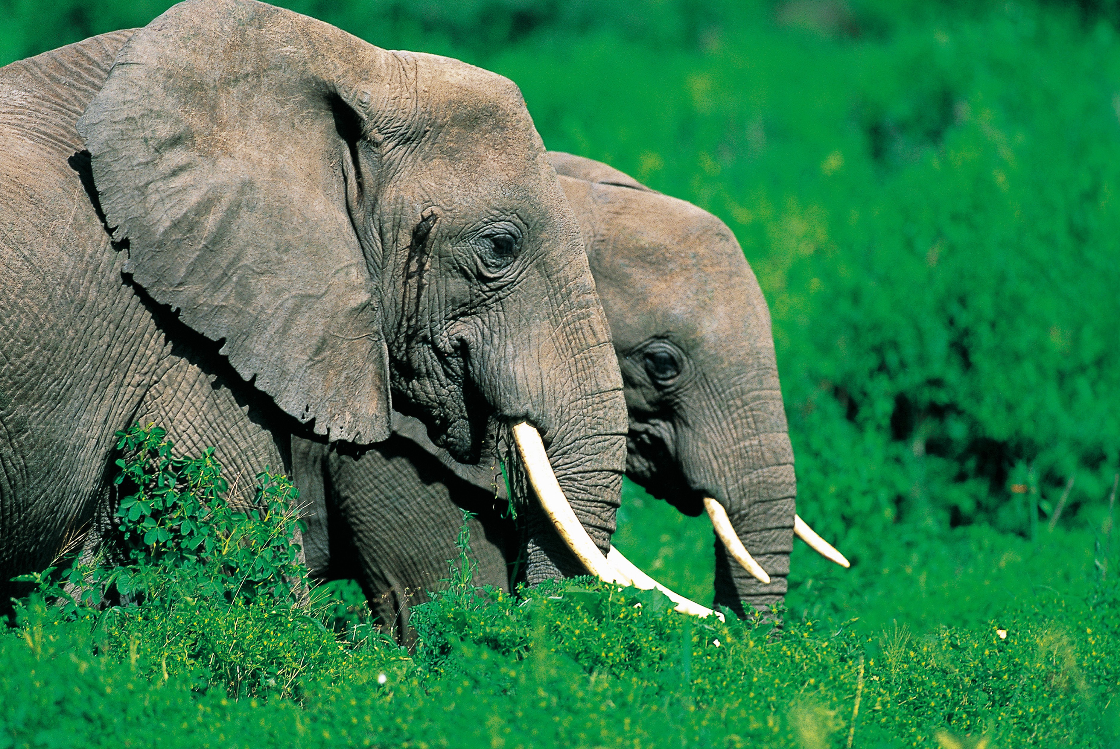 Dominique Leroy, Éléphant d'Afrique. Tanzanie Dominique Leroy, Éléphant d'Afrique. Tanzanie