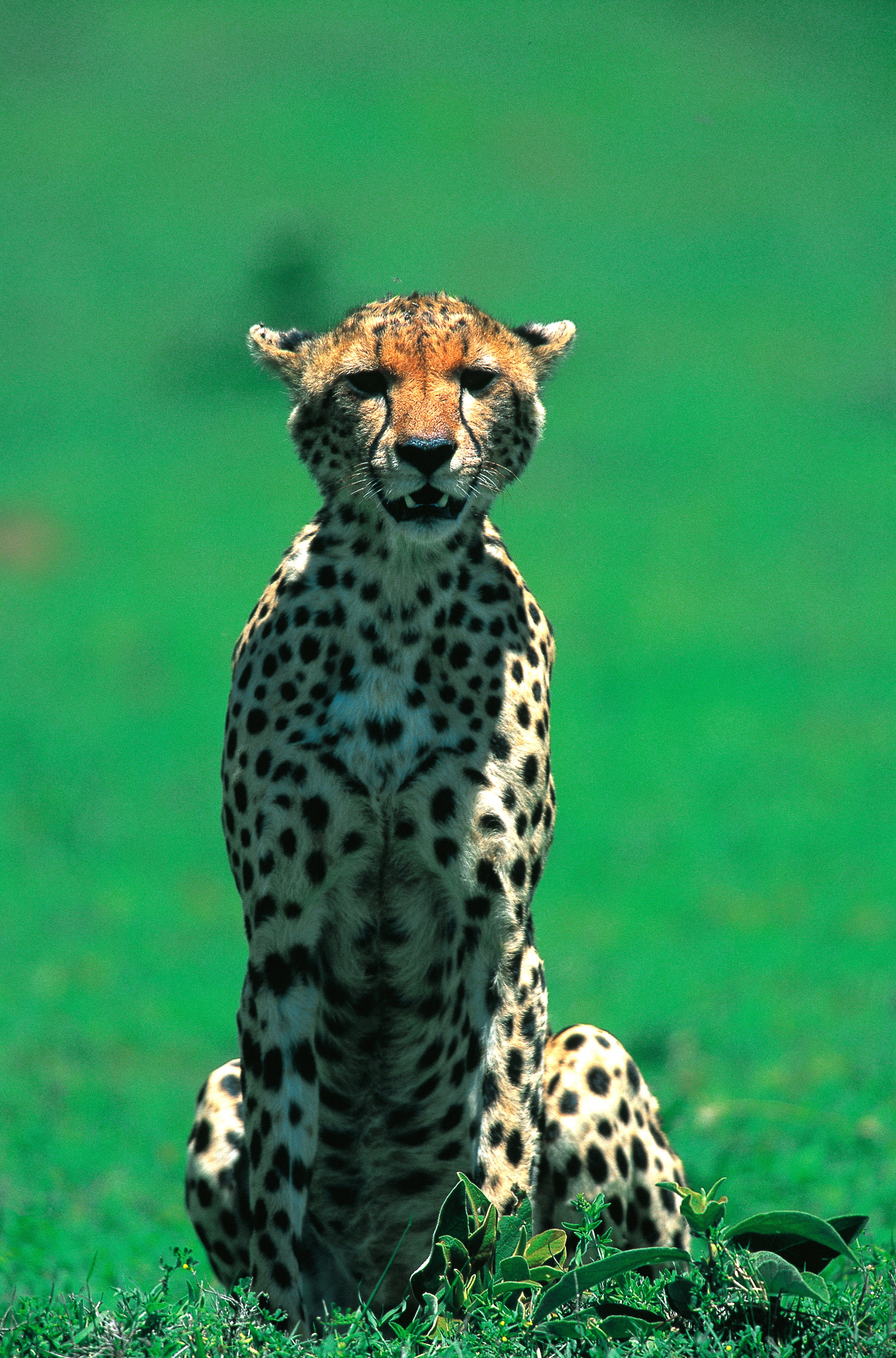 Dominique Leroy, Guépard en surveillance. Tanzanie. Parc de Tarangire. Afrique Dominique Leroy, Guépard en surveillance. Tanzanie. Parc de Tarangire. Afrique