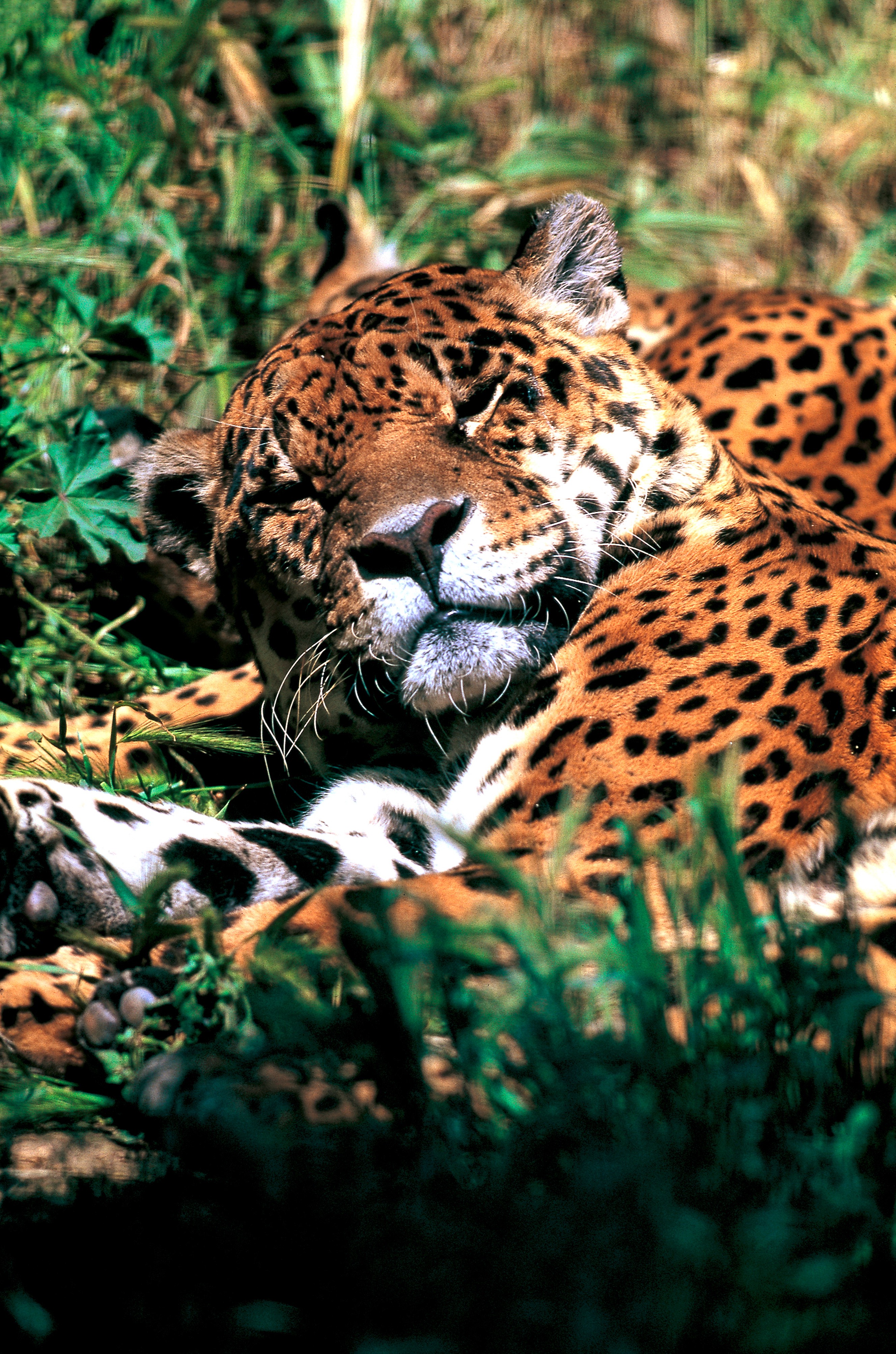 Dominique Leroy, Léopard à la sieste. Tanzanie Dominique Leroy, Léopard à la sieste. Tanzanie