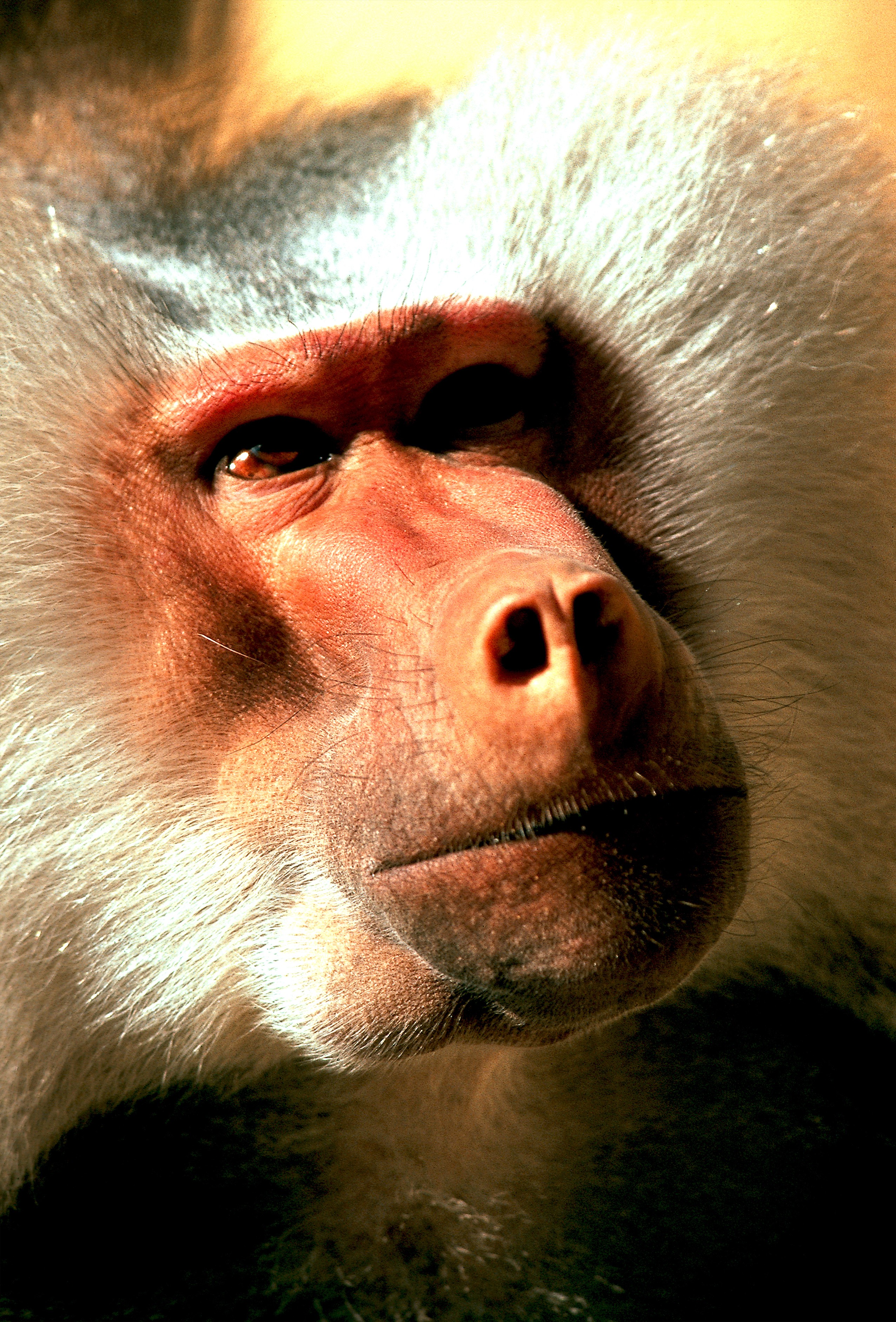 Dominique Leroy, Regard appuyé pour ce singe. Afrique du sud Dominique Leroy, Regard appuyé pour ce singe. Afrique du sud