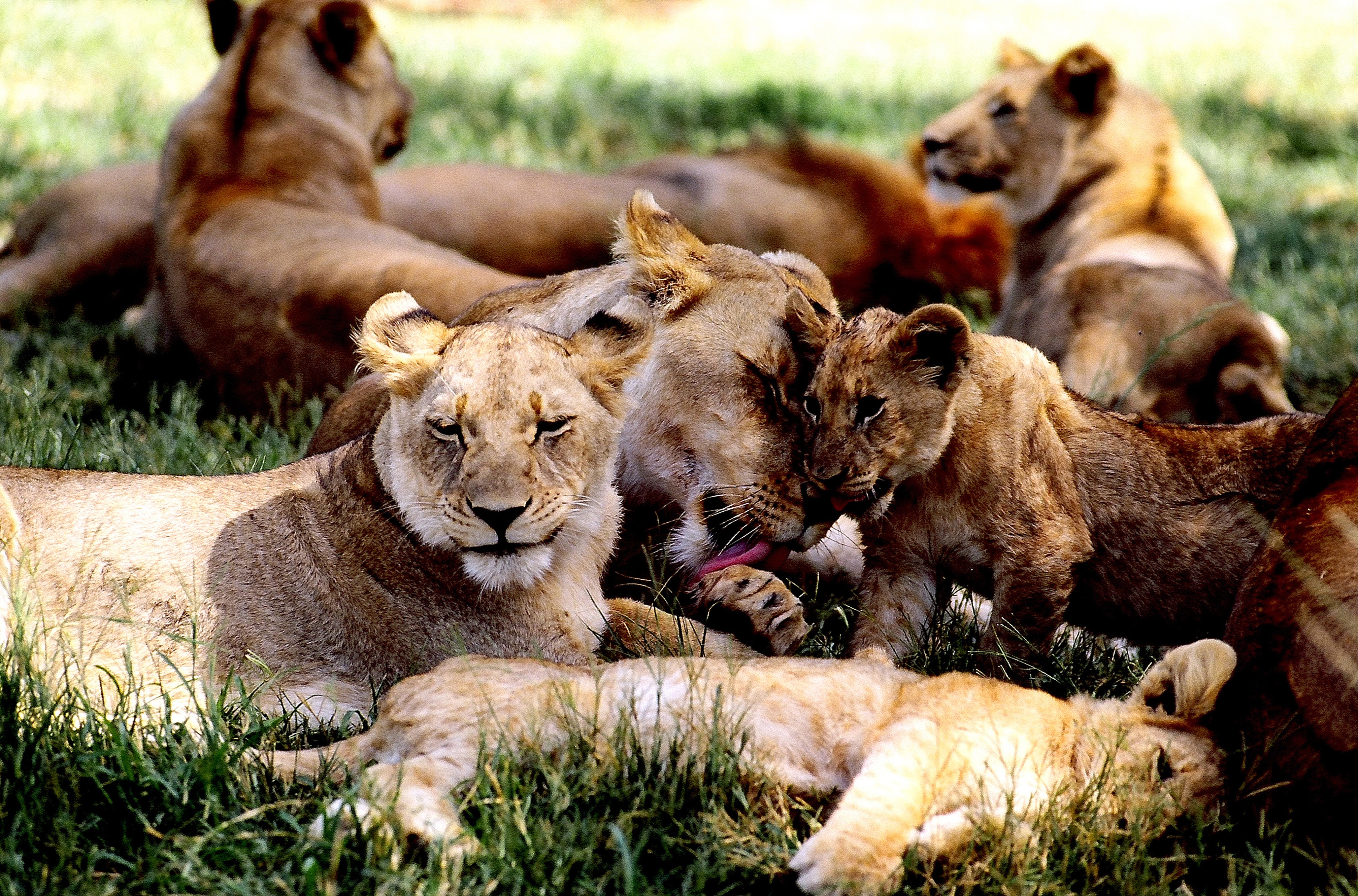 Dominique Leroy, Famille de Lion à la sieste. Afrique du Sud. Parc Kruger Dominique Leroy, Famille de Lion à la sieste. Afrique du Sud. Parc Kruger