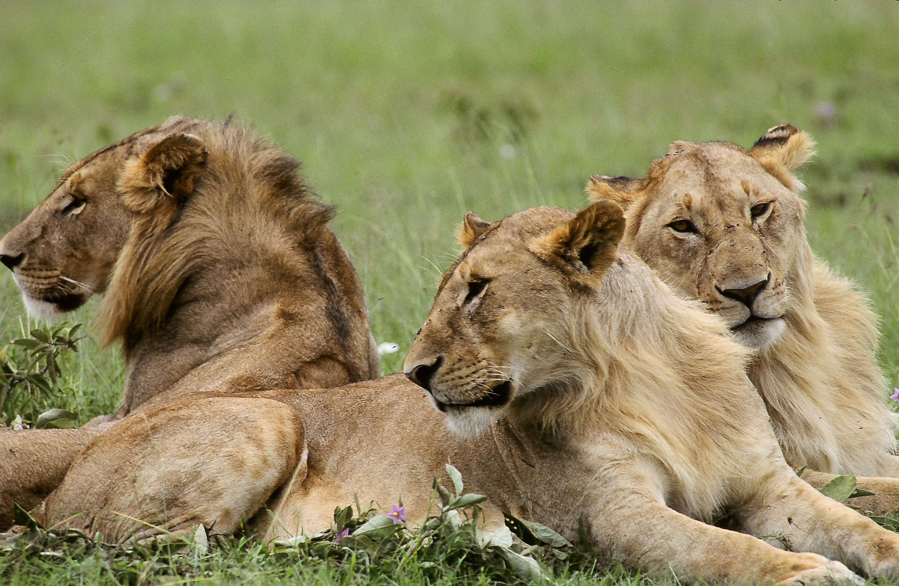 Dominique Leroy, Surveillance, Lions de Tanzanie Dominique Leroy, Surveillance, Lions de Tanzanie