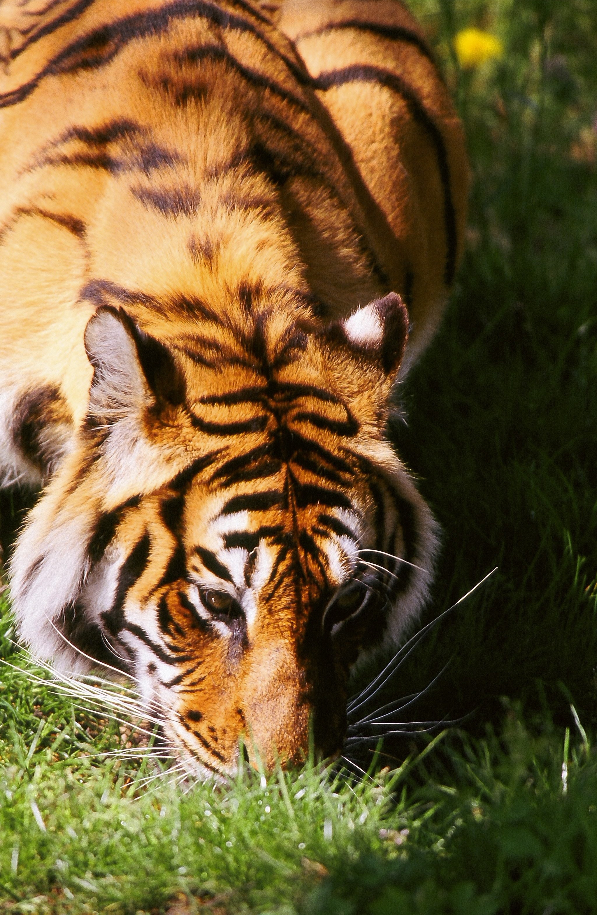 Dominique Leroy, Regard du Tigre du Bengale. Inde Dominique Leroy, Regard du Tigre du Bengale. Inde
